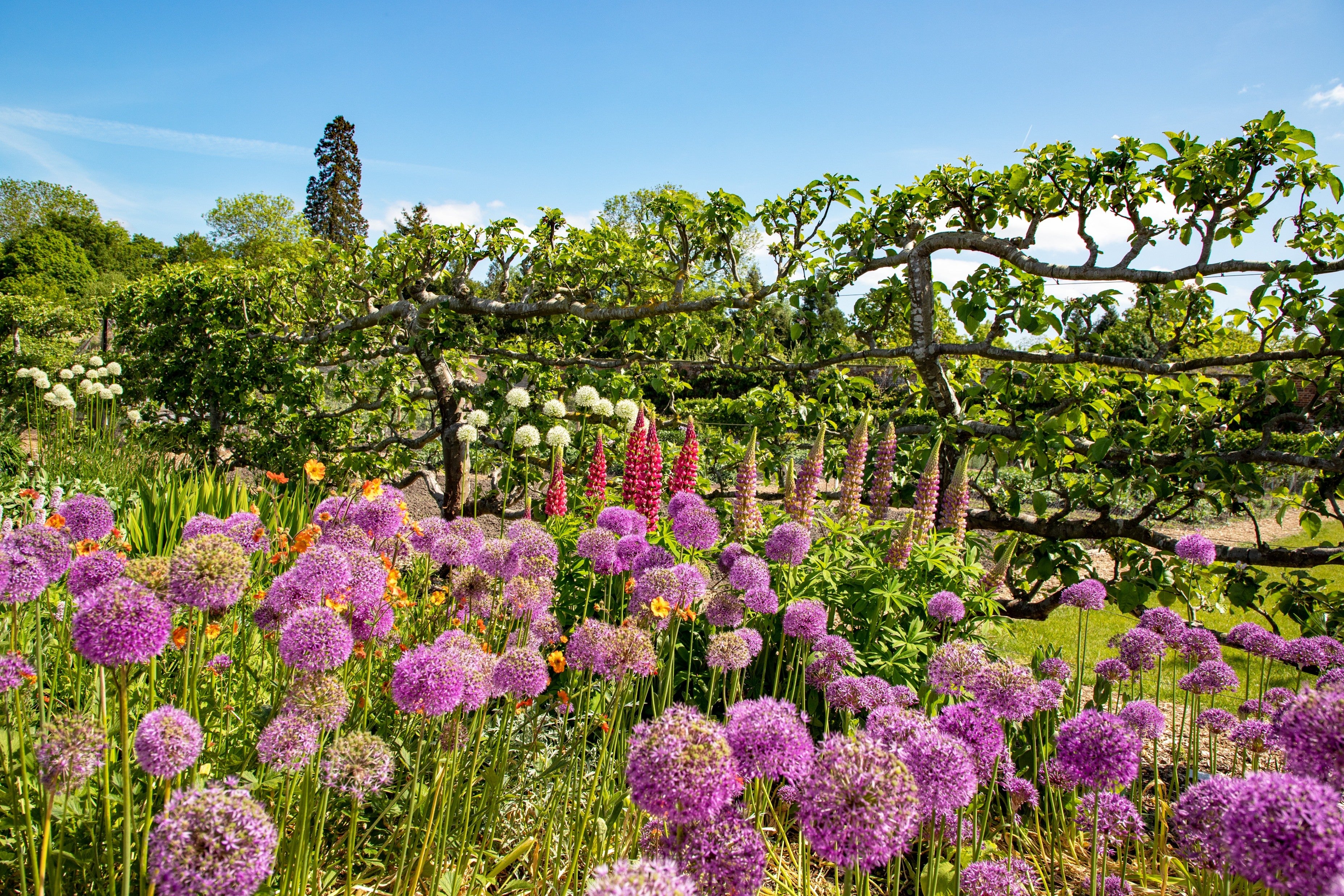 A bank of purple alliums grow in front of a row of espalier apple trees in the Walled Garden at Wimpole Estate
