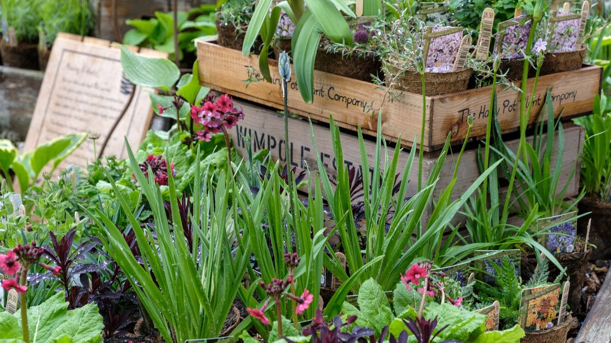 Shopping at Wimpole Cambridgeshire National Trust