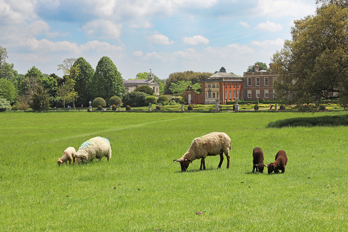Sheep in the parkland at Wimpole Hall