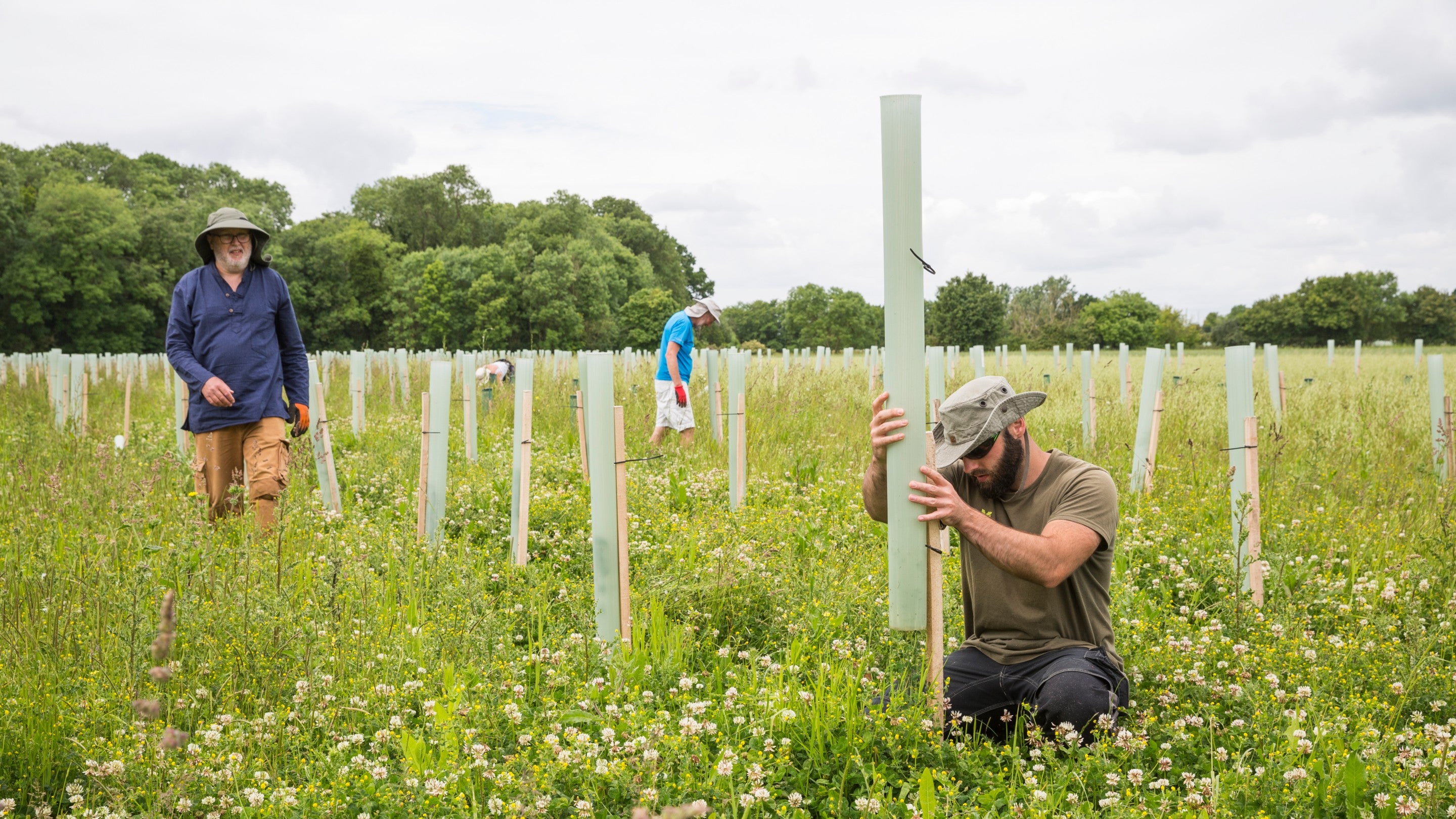 Staff and volunteers weeding around some of the 100,000 trees planted on the Wimpole Estate, Cambridgeshire