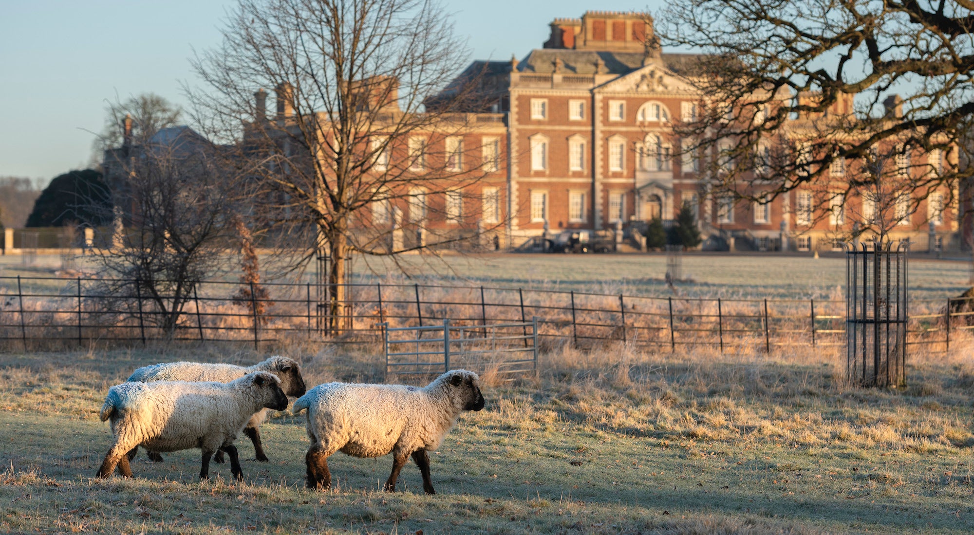 Sheep grazing in the parkland on a frosty winter morning at Wimpole Estate, Cambridgeshire