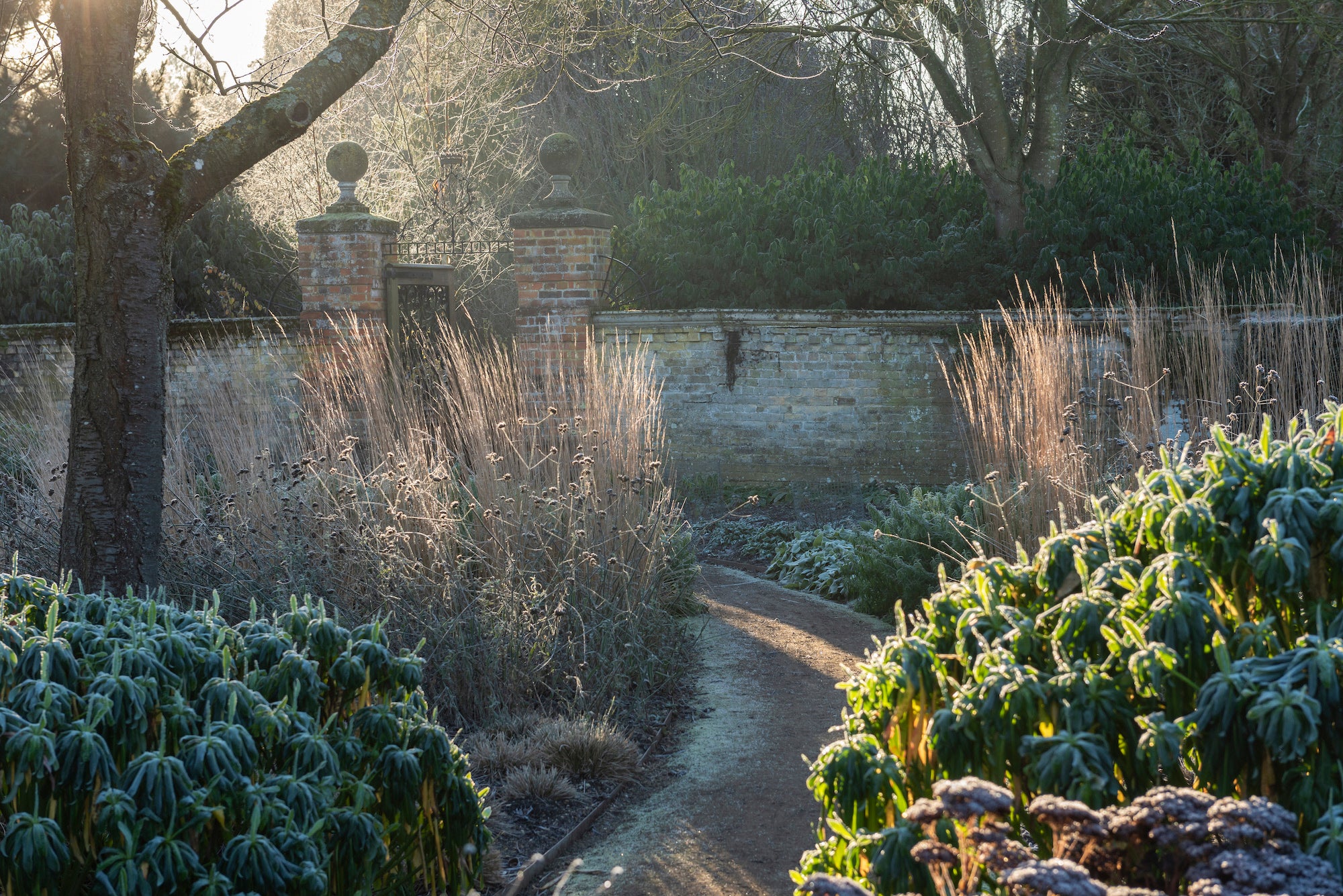 The Walled Garden on a frosty January morning at Wimpole Estate, Cambridgeshire