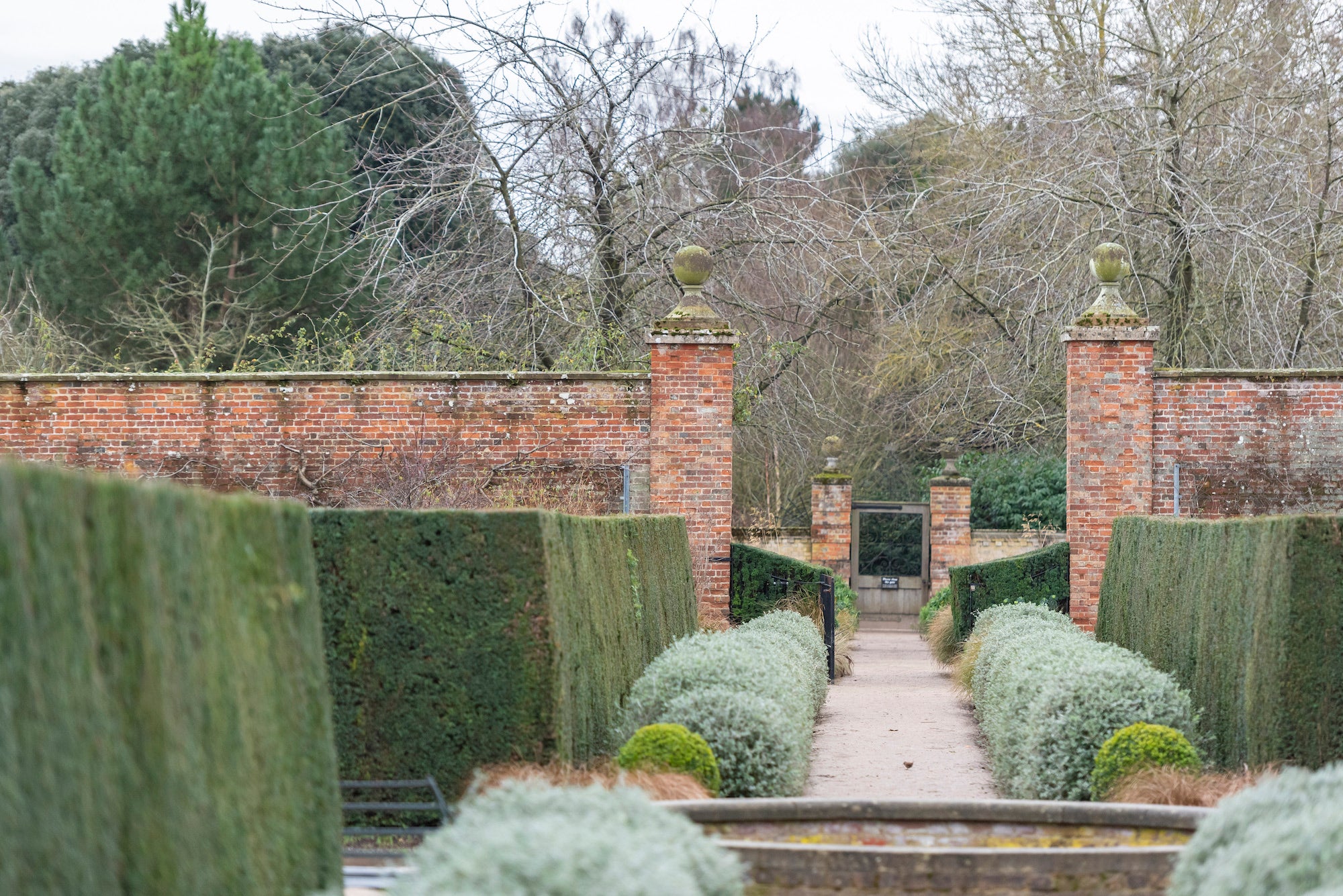 Frosty hedges in the Walled Garden in January at Wimpole Estate, Cambridgeshire