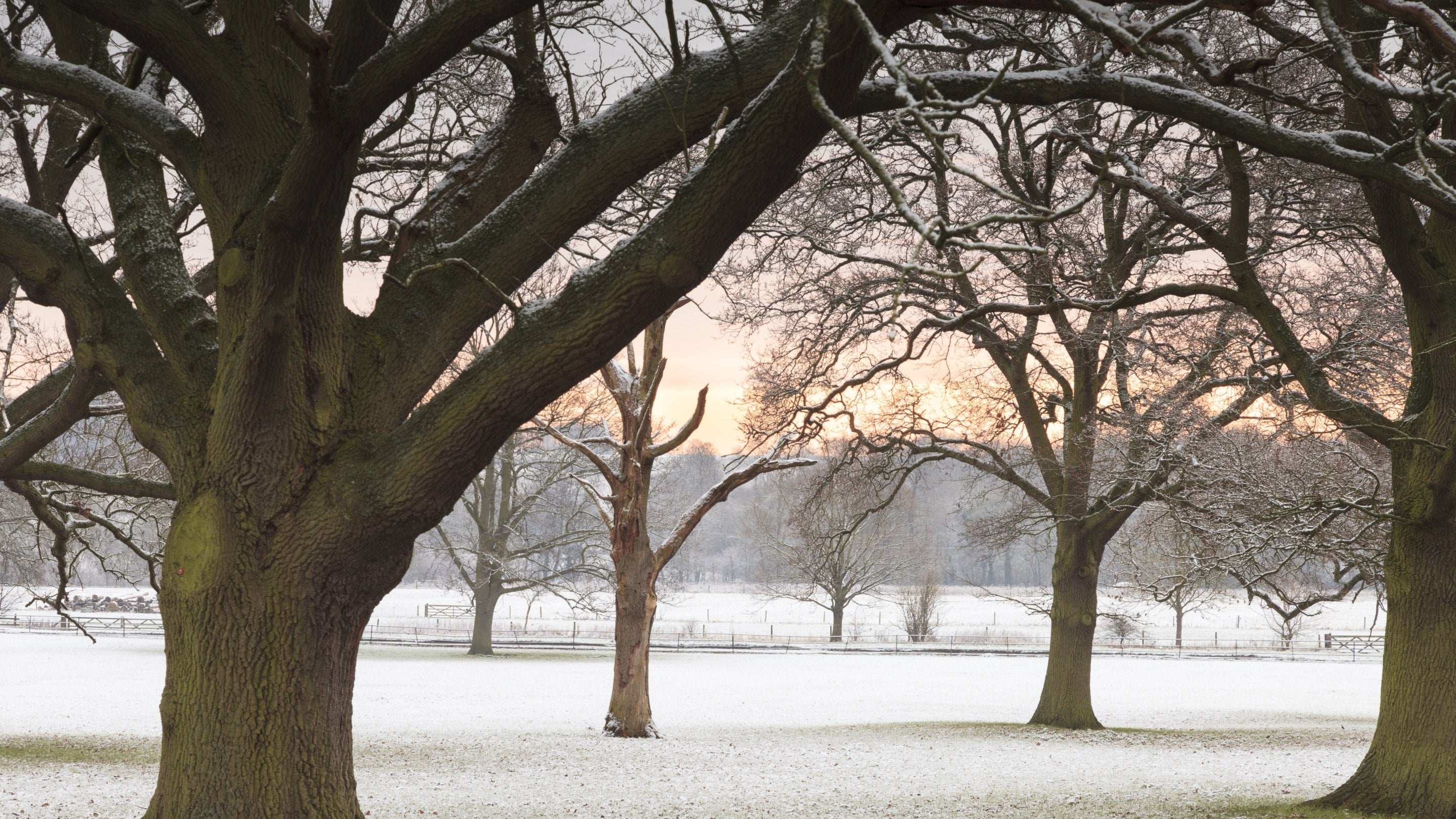 A winter scene at Wimpole with a morning sunrise, frosty trees and grass