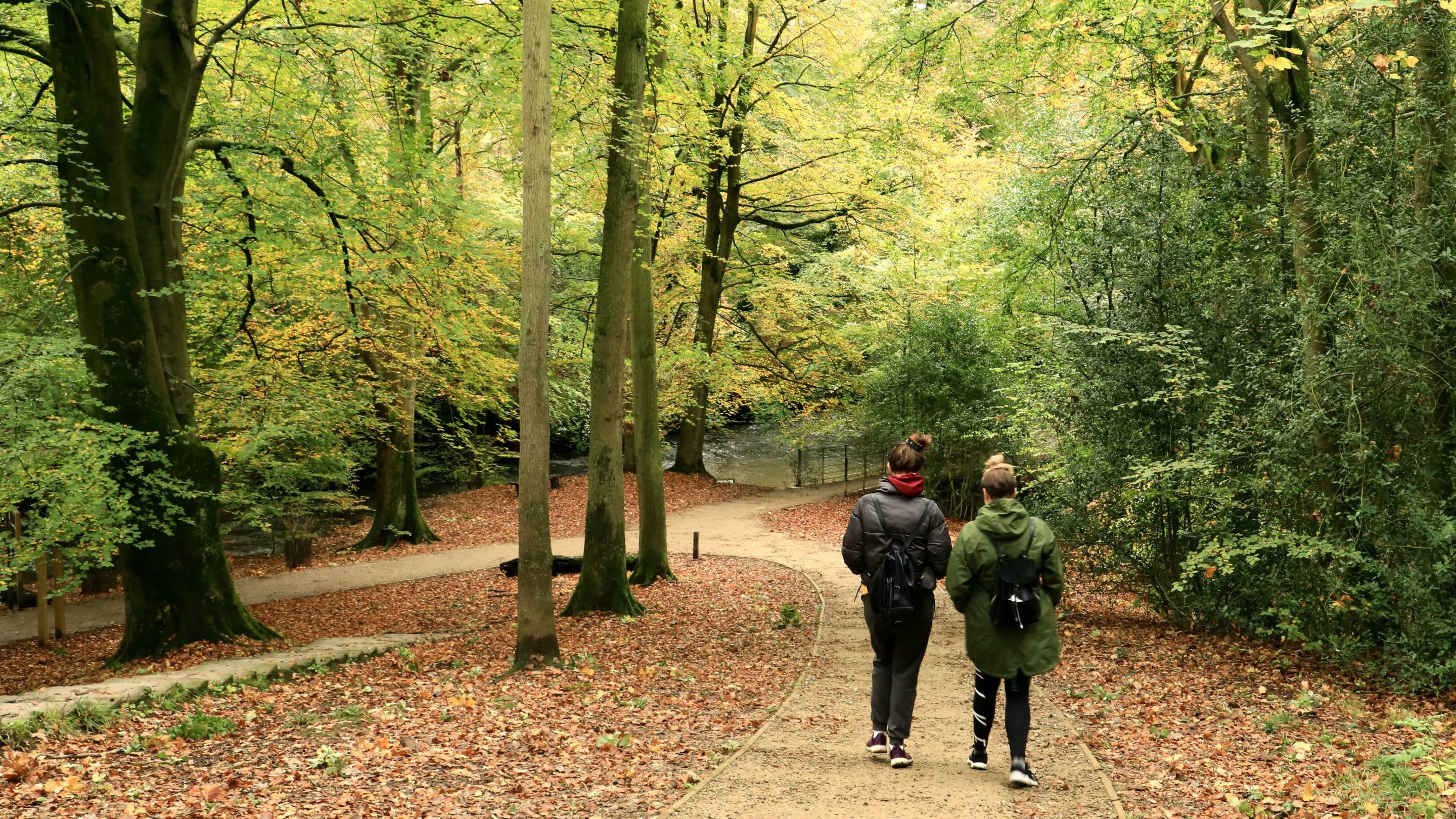 Visitors walking in Chapel Woods in autumn at Quarry Bank, Cheshire