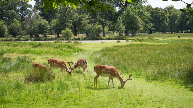 Fallow deer grazing in the parkland in July at Dunham Massey, Cheshire