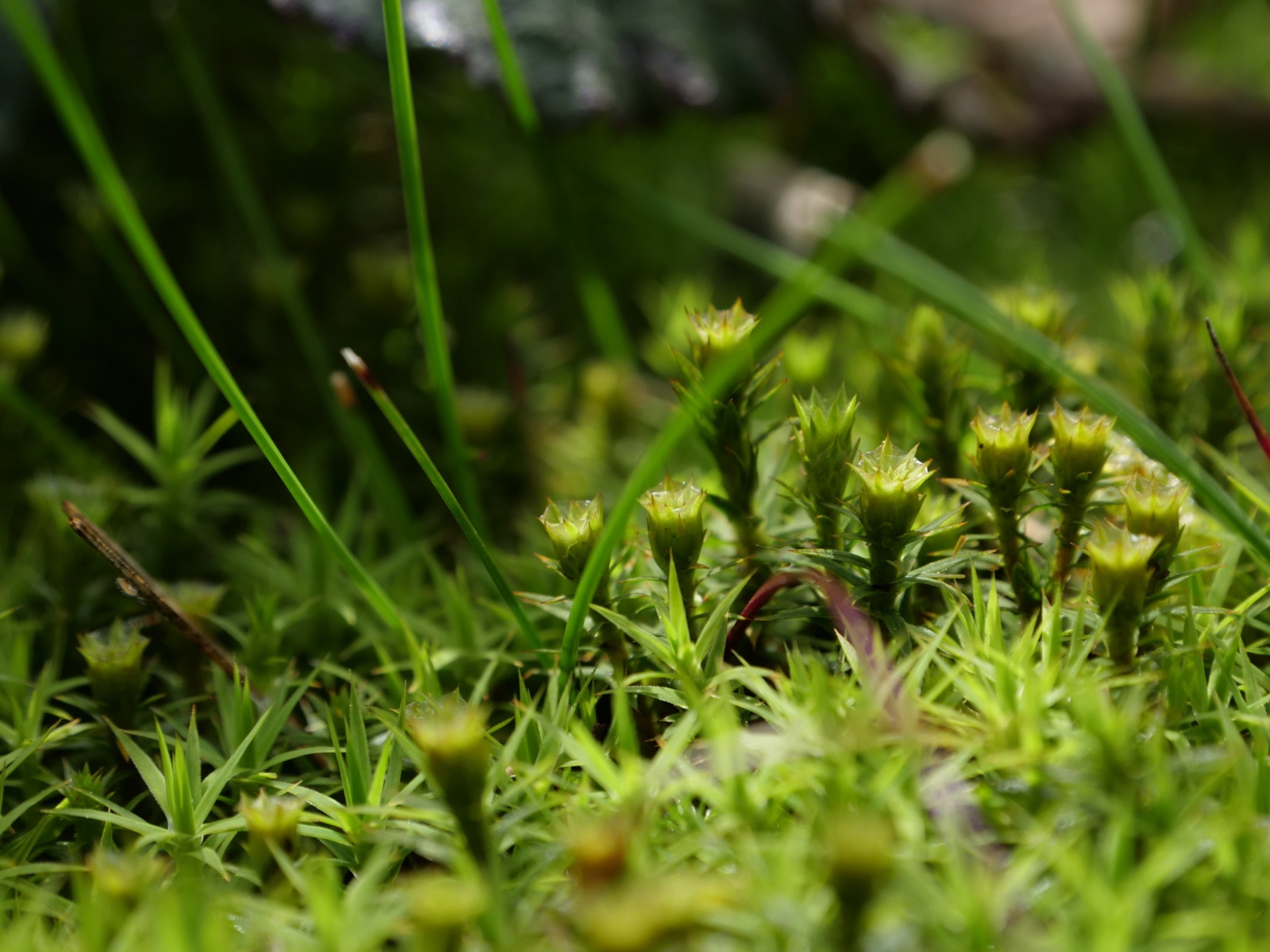 Close up of moss in the sunlight at Bickerton Hill