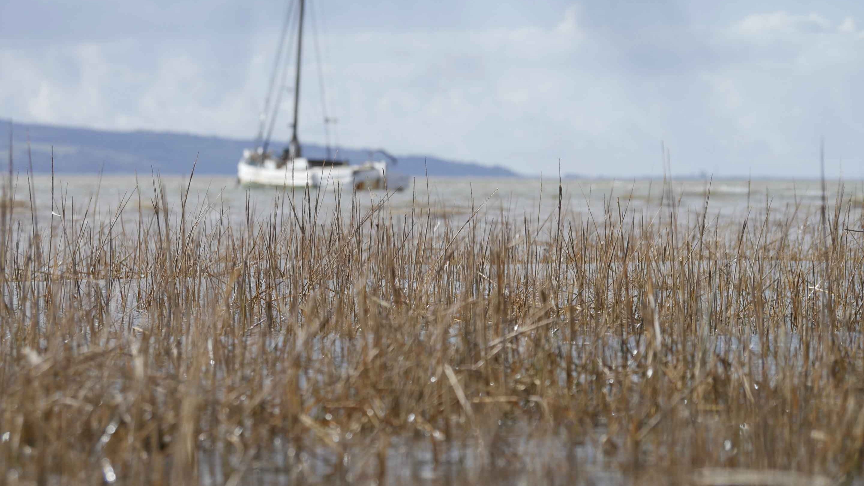 Marsh grass at springtime at Heswall Fields, The Wirral