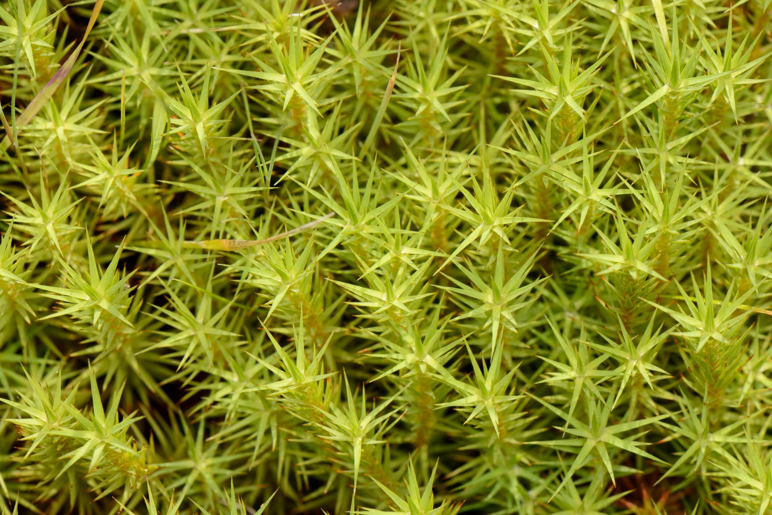 Green Moss