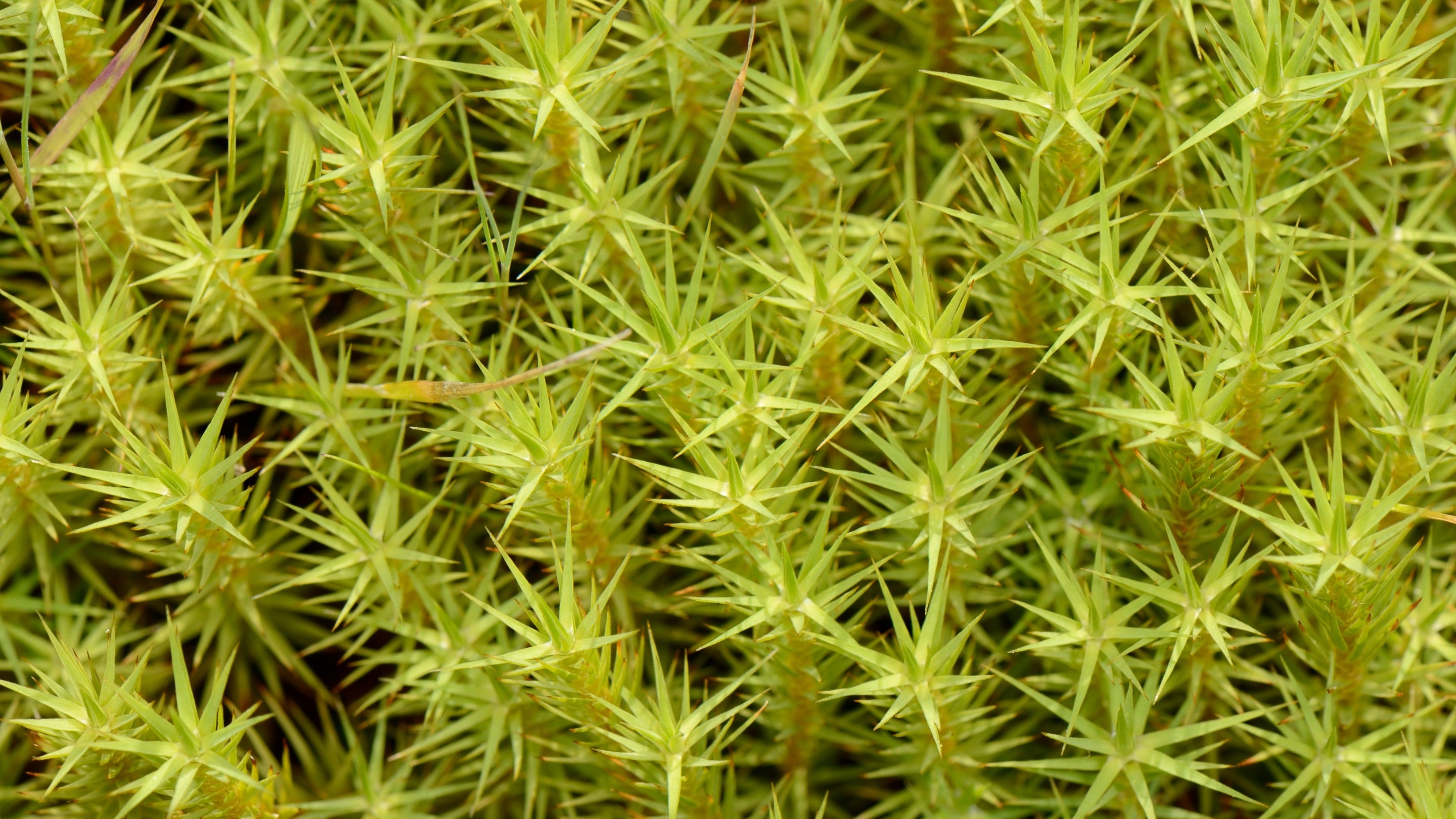 Common haircap moss (Polytrichum commune) growing on boggy ground
