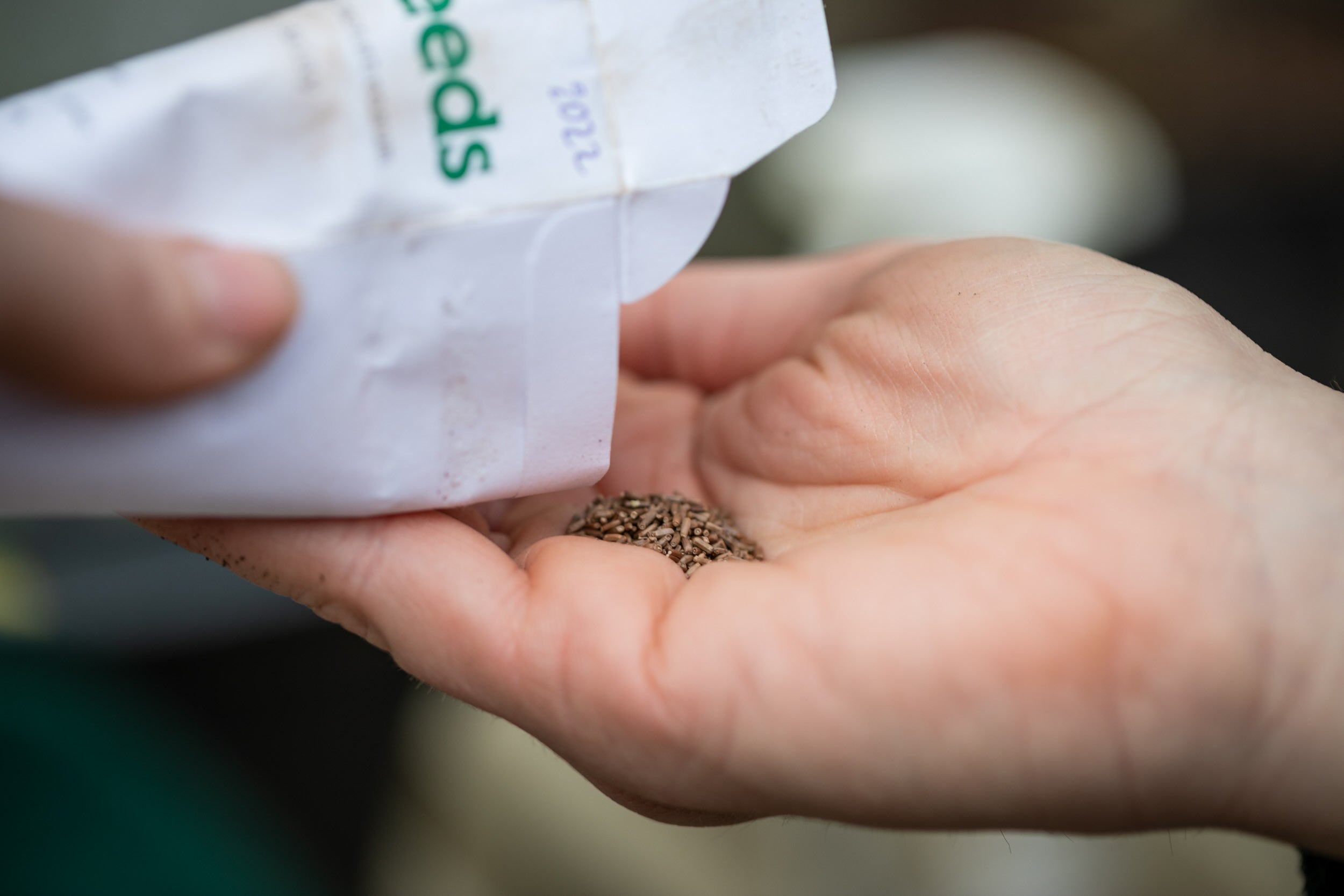 Gardener planting seeds for the traditional Christmas garland in the greenhouse at Cotehele, Cornwall