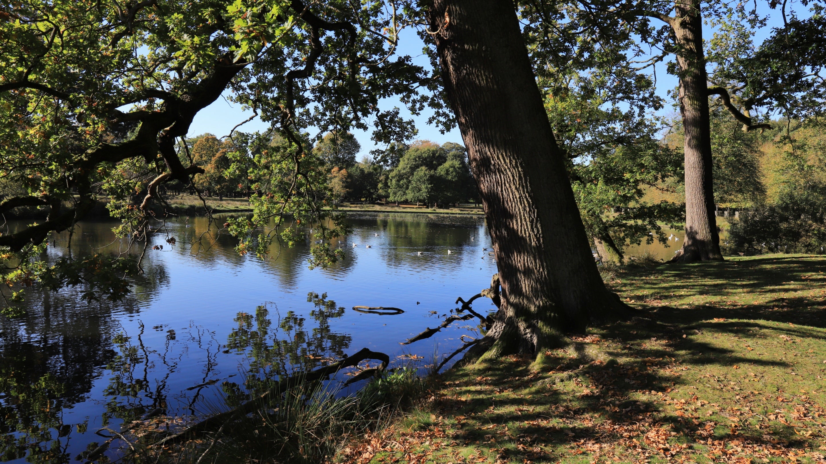 A view of a pond surrounded by green lush vegetation in autumn