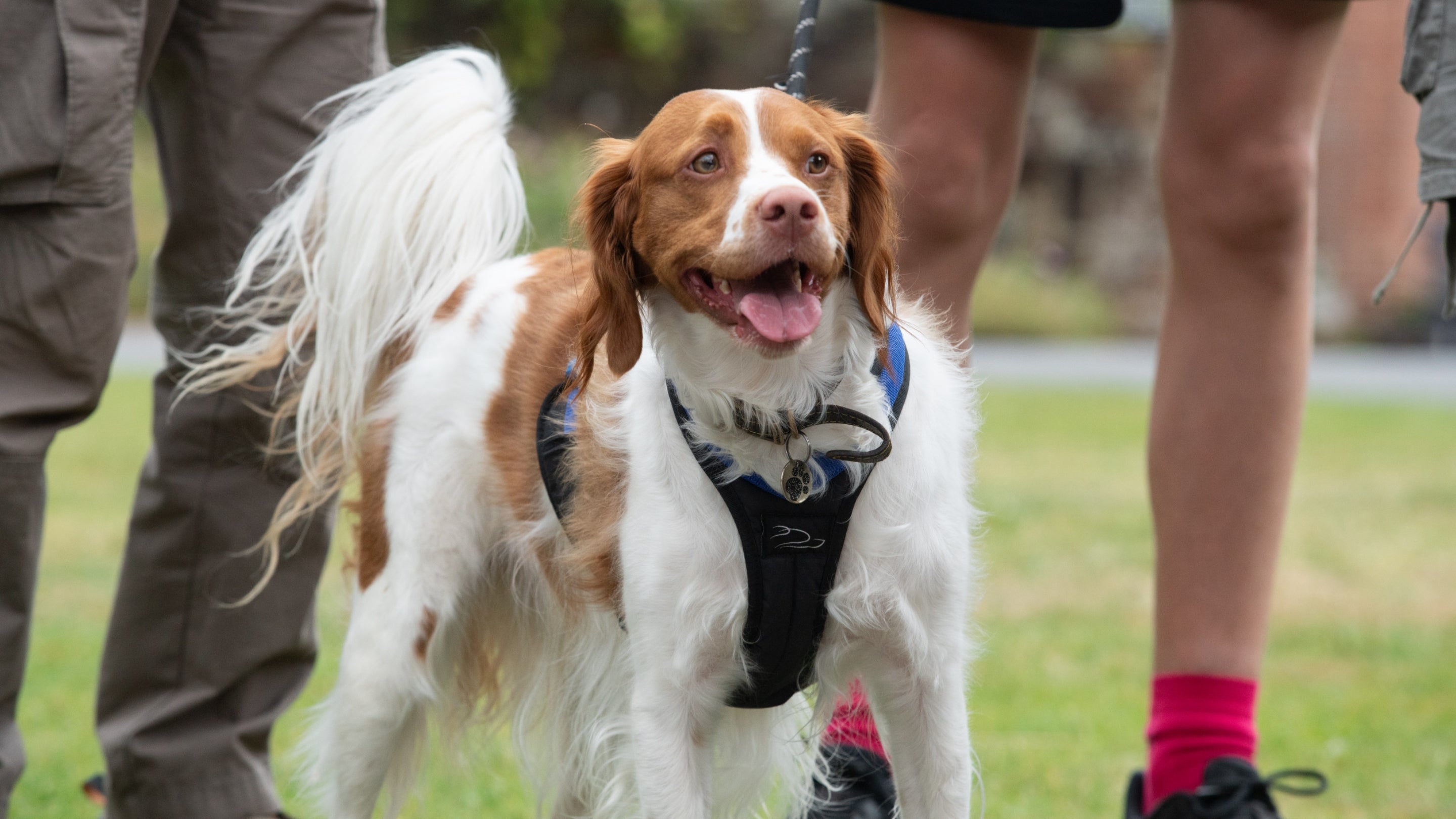 Dogs welcome at Dunham Massey, Cheshire