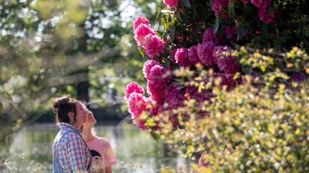 Visitors enjoying pink Rhododendron in Dunham Massey, Cheshire