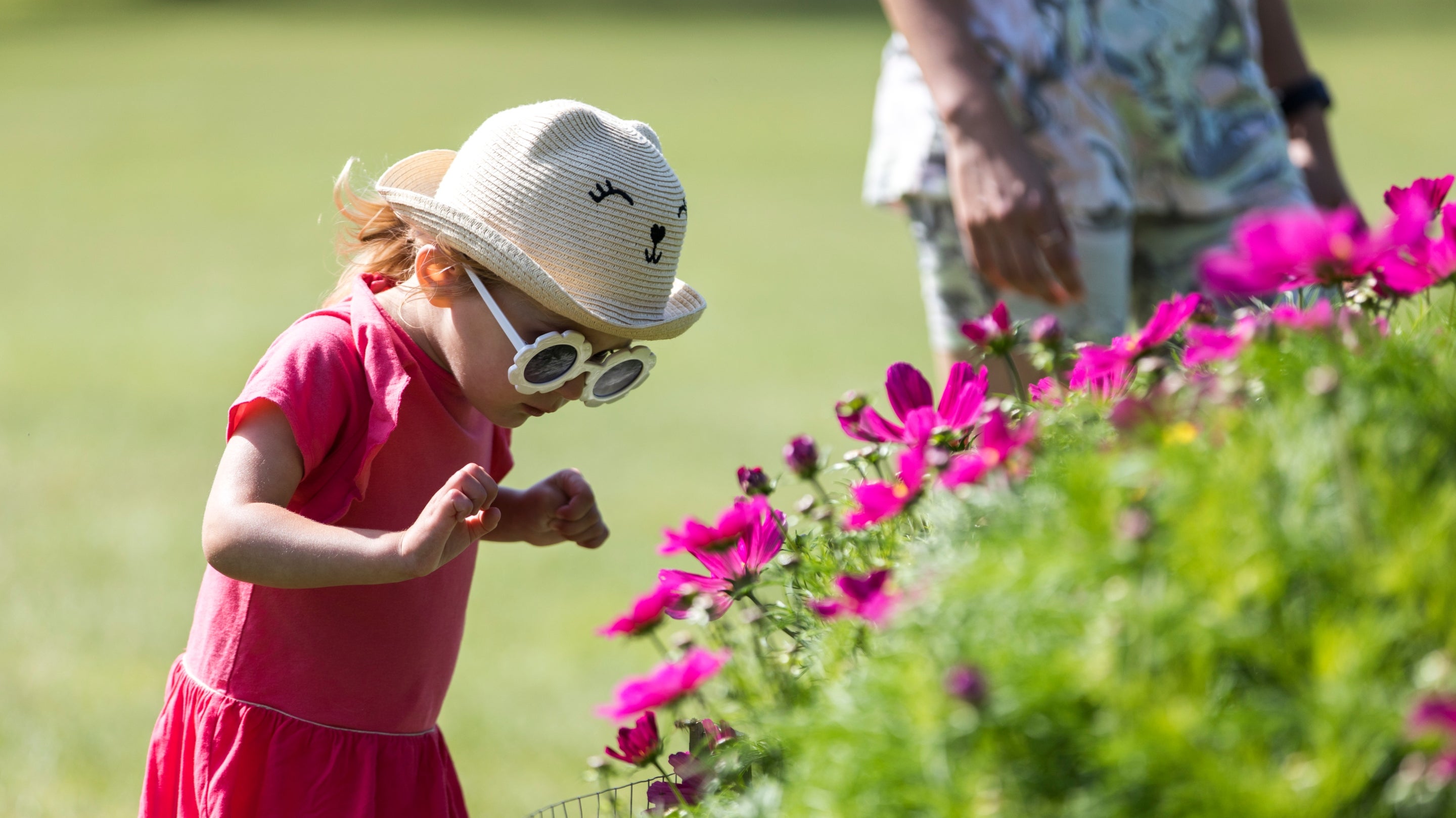 A young girl looking at bright pink flowers on a day in summer at Dunham Massey, Cheshire.
