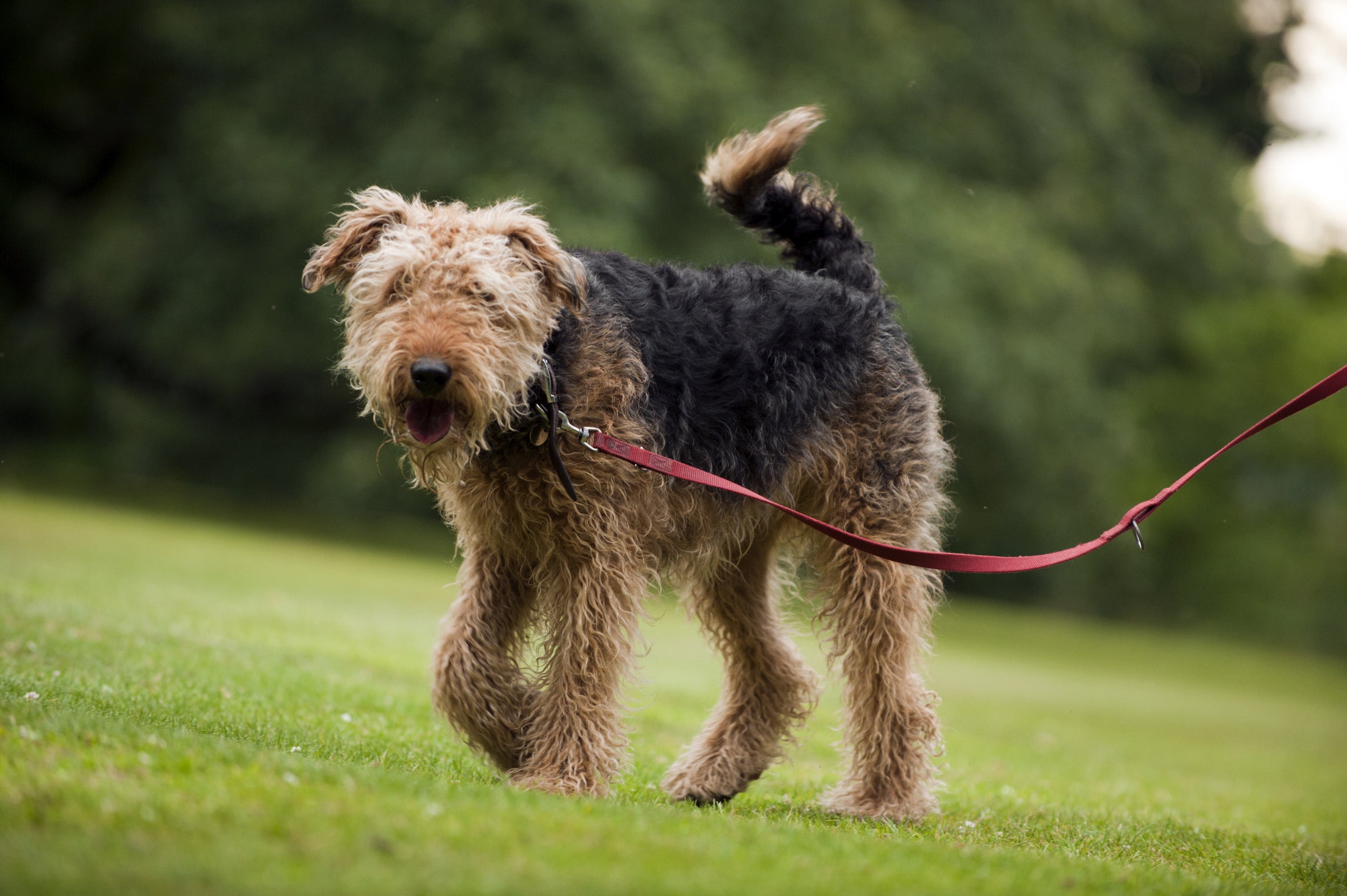 Visiting Dunham Massey with a dog