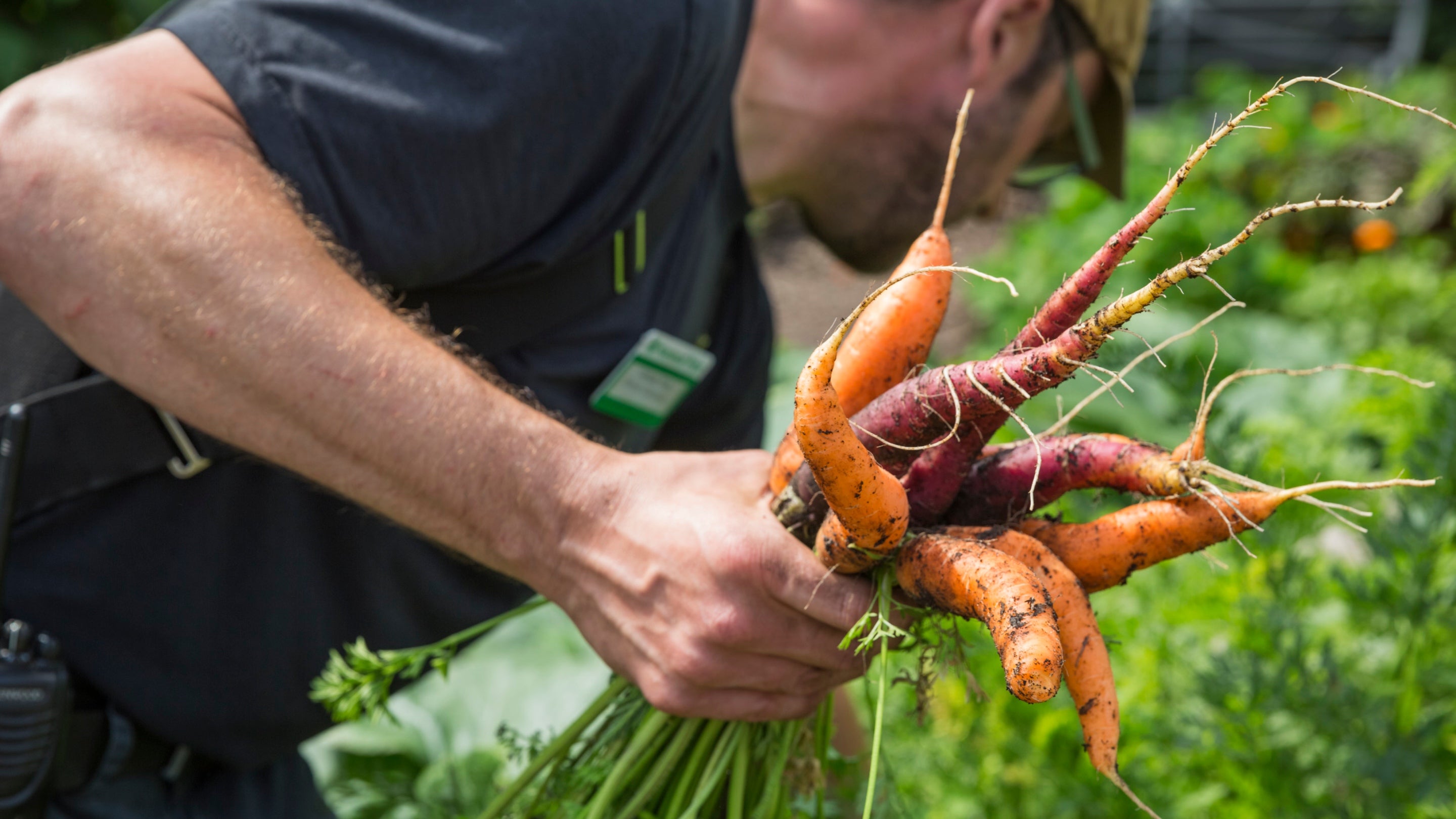 Gardener picking carrots in the Walled Garden at Dunham Massey, Greater Manchester with green plants in the background
