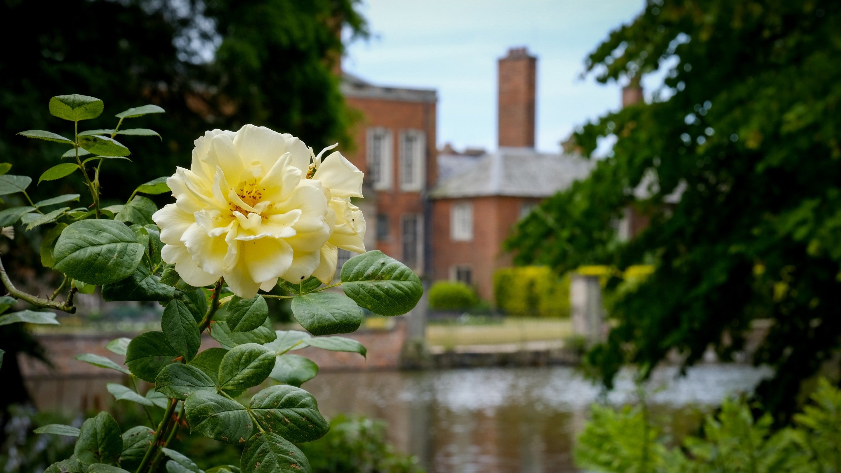 A yellow rose in the foreground with the Dunham Massey house in the background