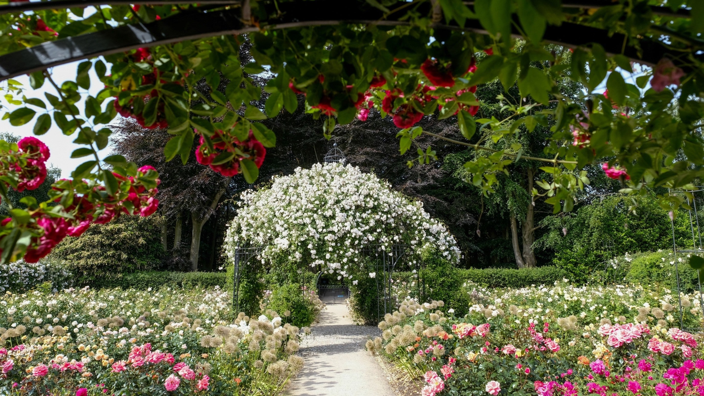 An arch full of colourful roses at Dunham Massey