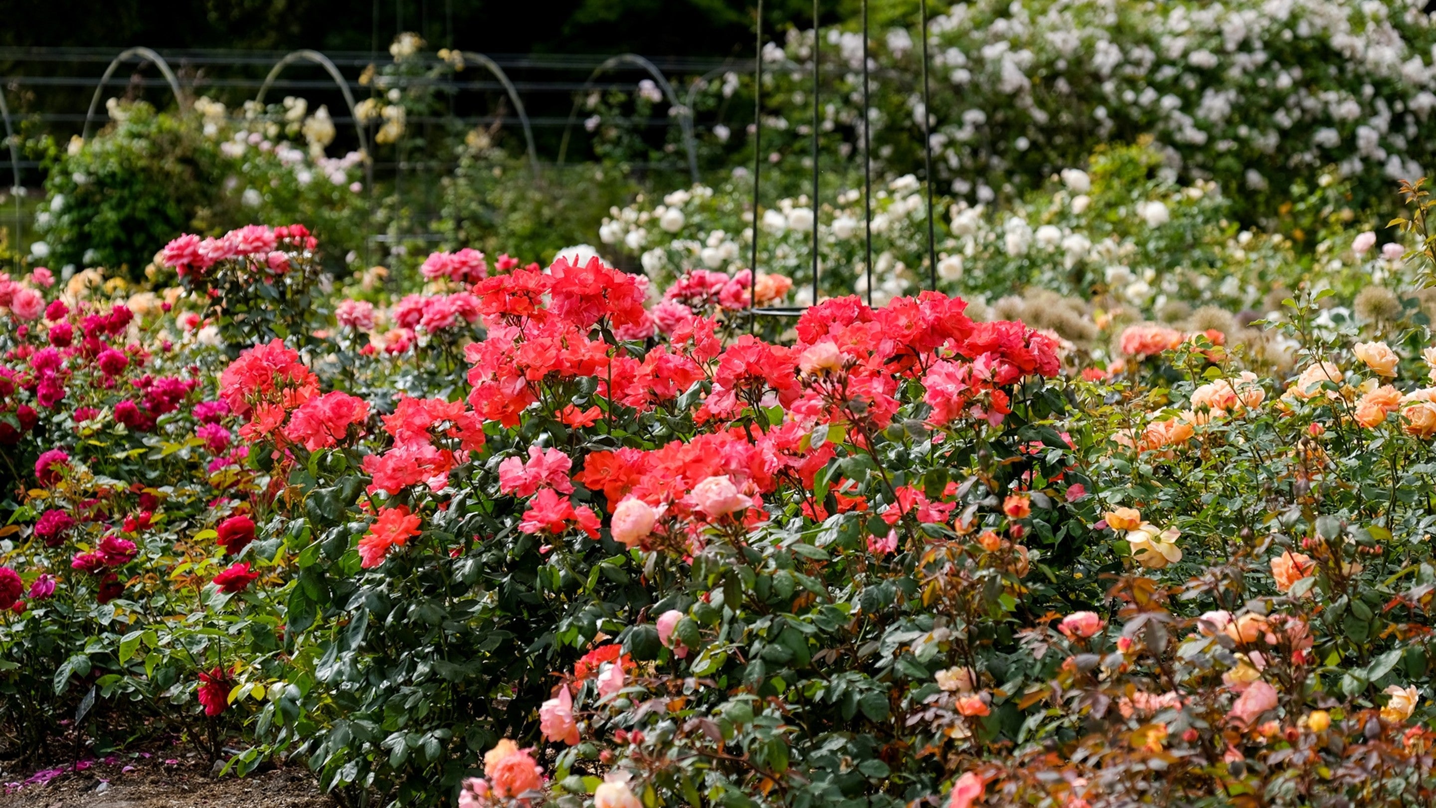A border of red roses at Dunham Massey, Greater Manchester