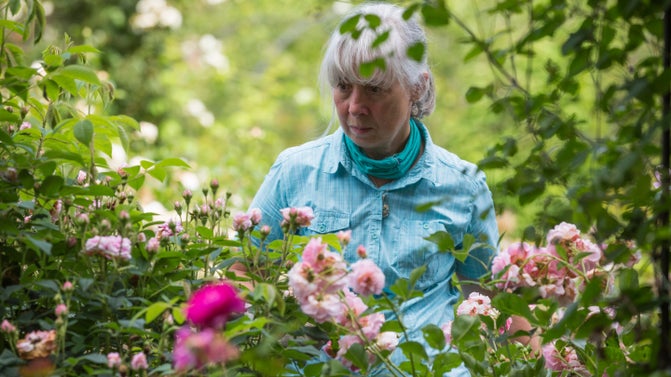 A lady wearing a blue summer shirt admiring pink roses in the rose garden at Dunham Massey, Cheshire.
