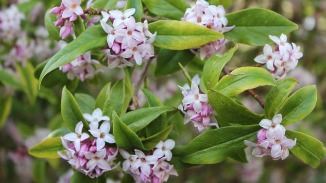 Daphne in the winter garden at Dunham Massey