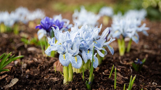 Dwarf irises in the winter garden at Dunham Massey Cheshire