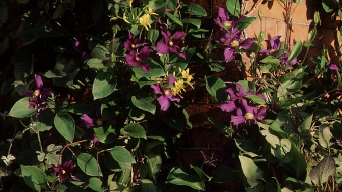 Honeysuckle growing in the winter garden at Dunham Massey, Cheshire.