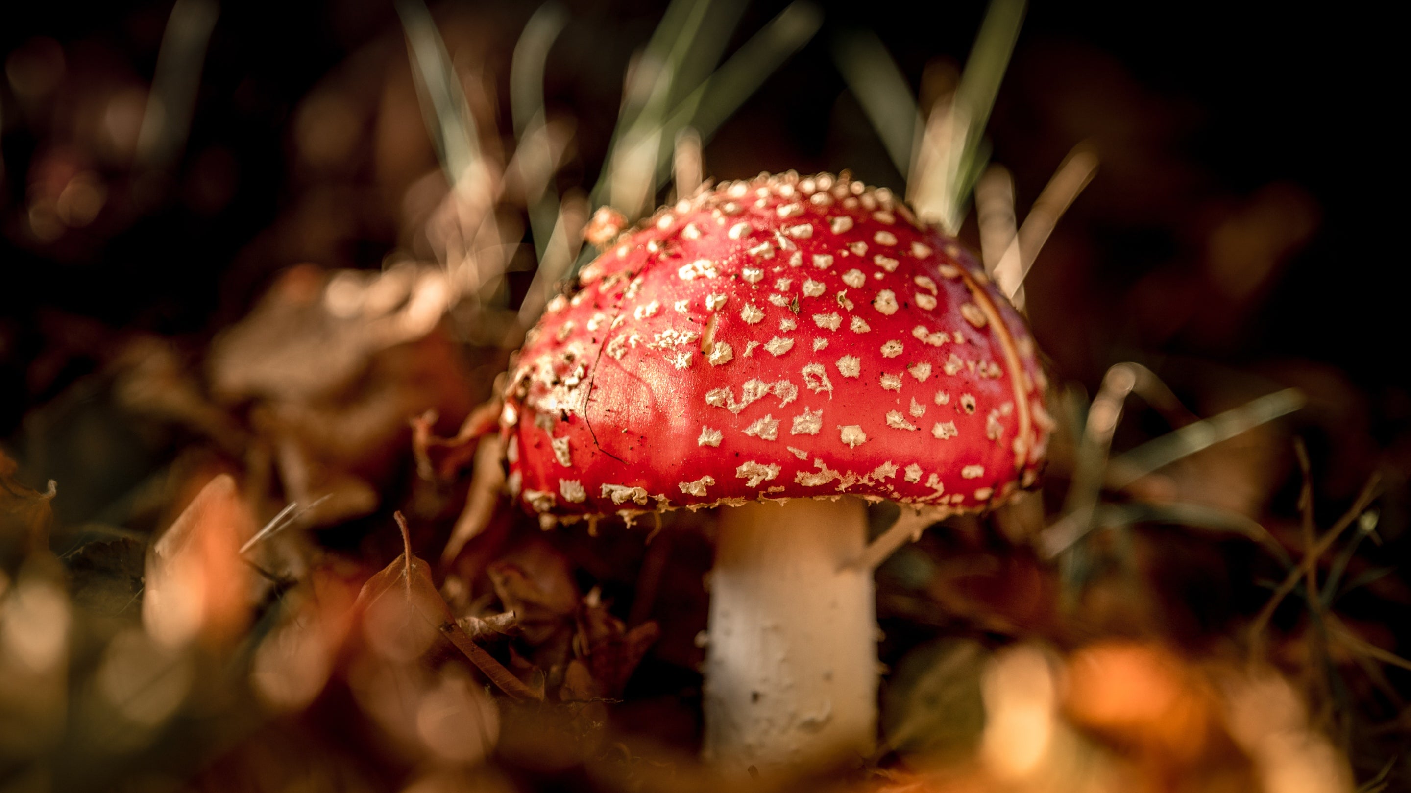 Fly agaric fungi at Little Moreton Hall, Cheshire