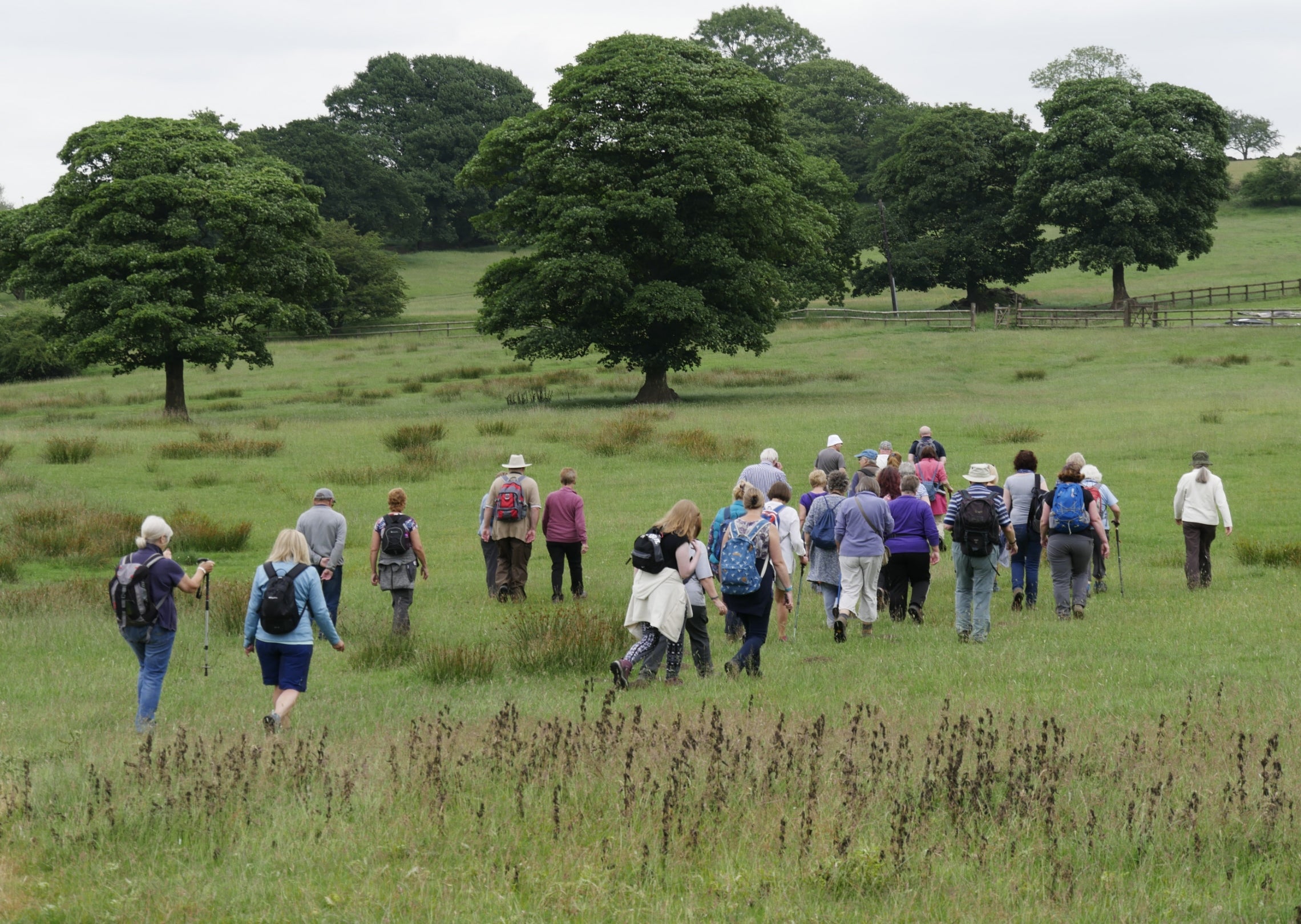 A large group of visitors walk across a field with trees ahead of them on the reservoir walk at Lyme Park, Cheshire