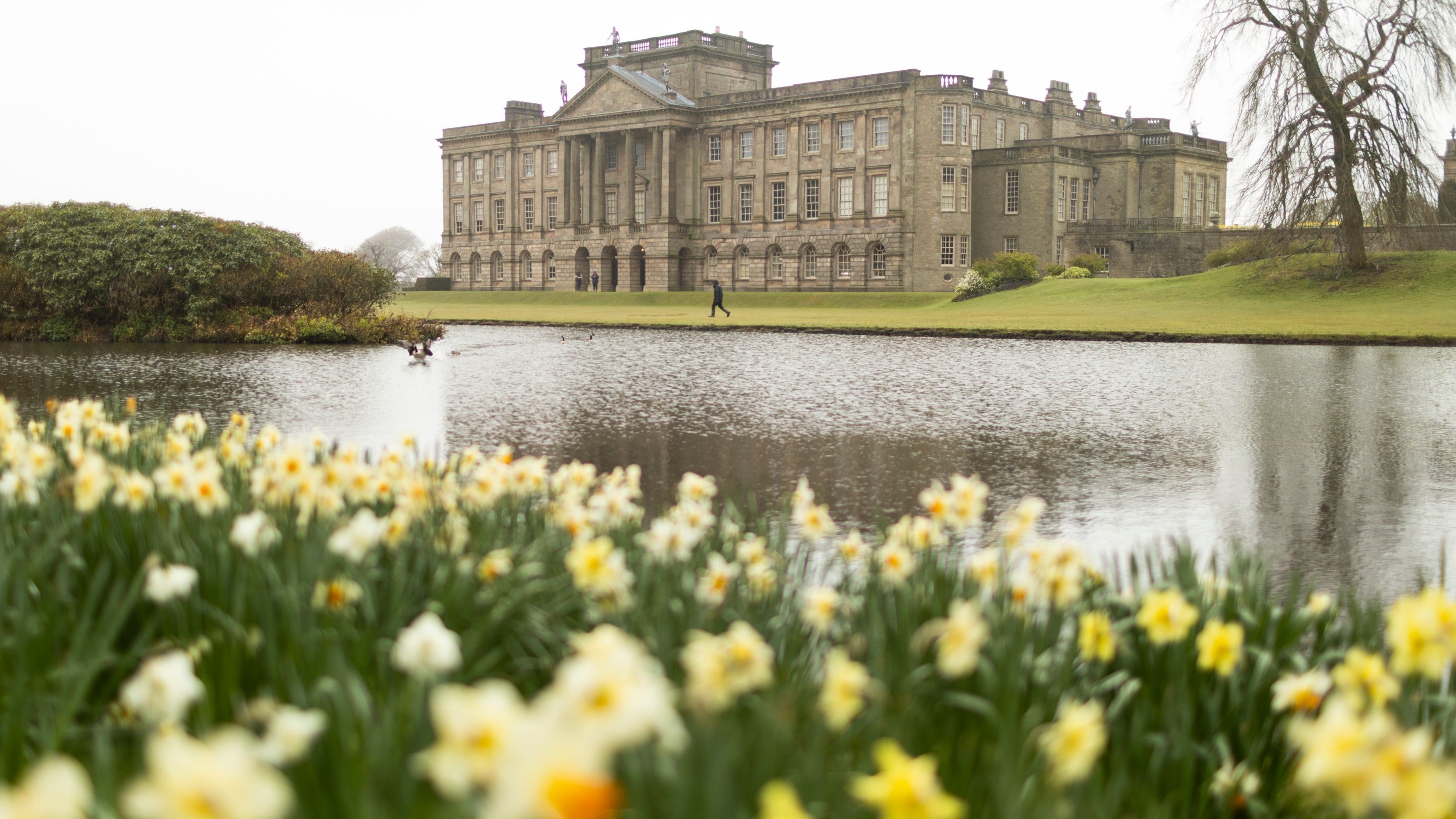 Yellow daffodils in front of a lake and large Regency mansion.