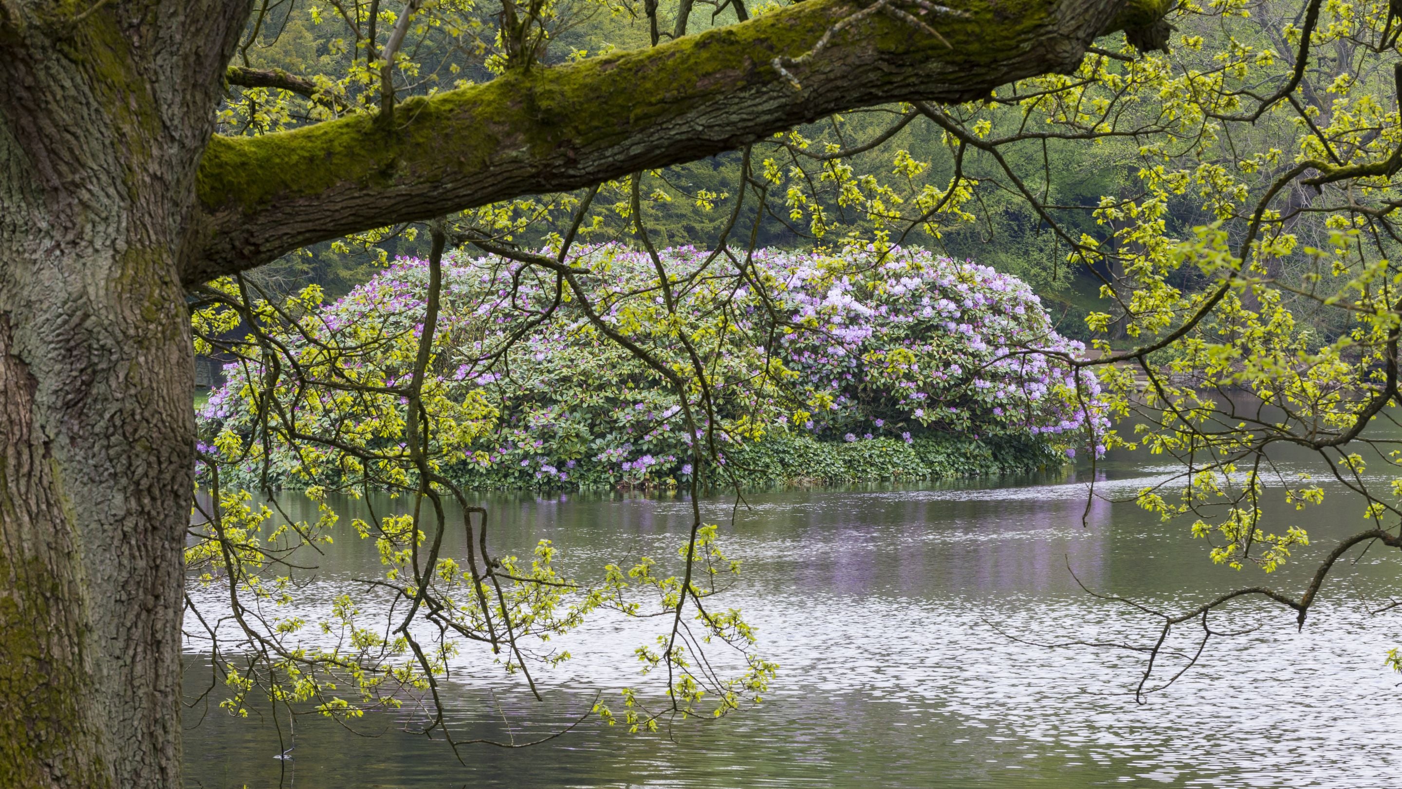 Purple flowers seen over the lake at Lyme Park, Cheshire