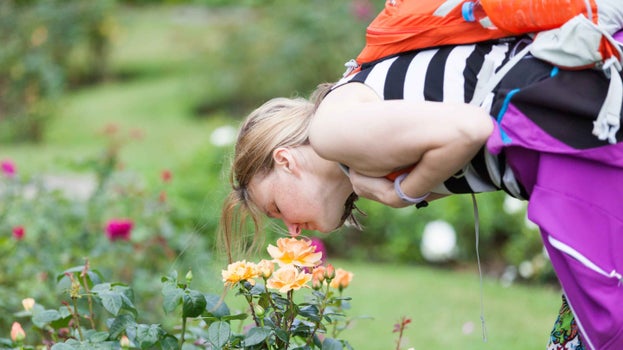 A visitor bending down to smell roses at Lyme Park