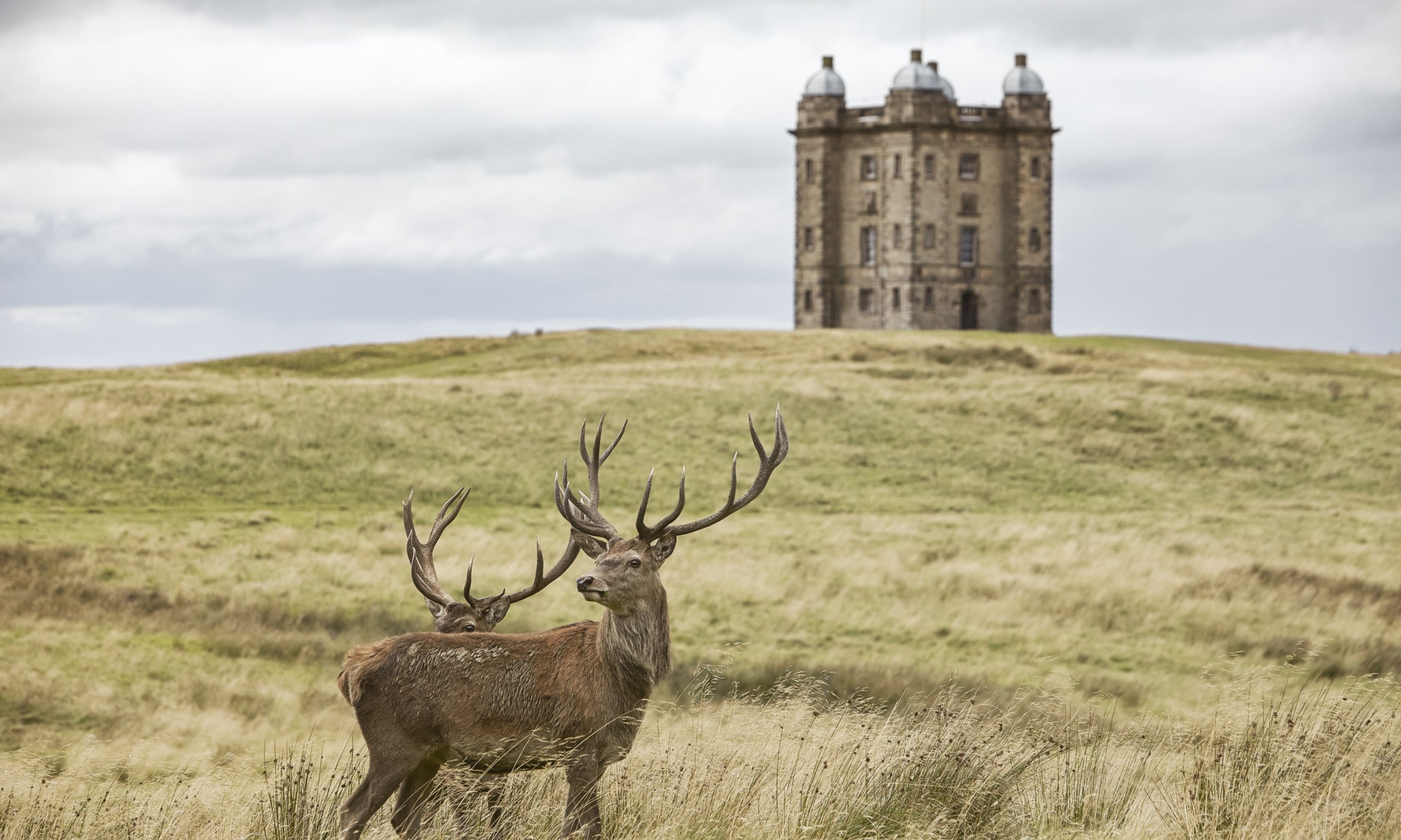 Deer in the grounds of Lyme Park, House and Garden, Cheshire