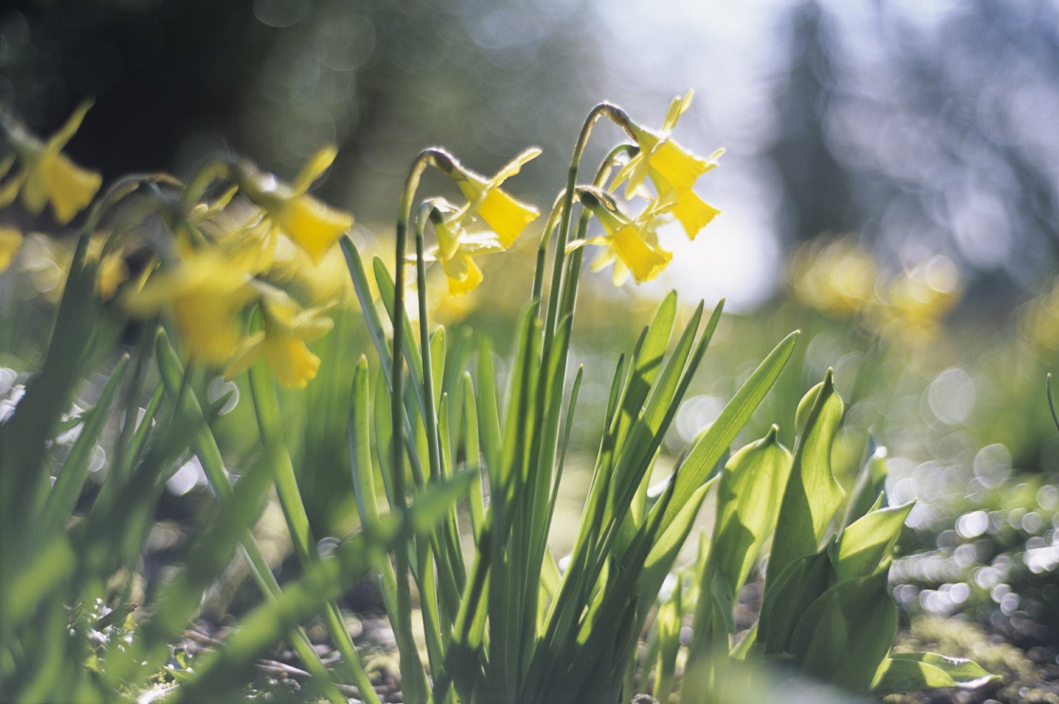 Close view of a few clumps of Narcissus Tete a Tete with their long trumpet shaped cups and sweeping up petals in the Spring sunshine