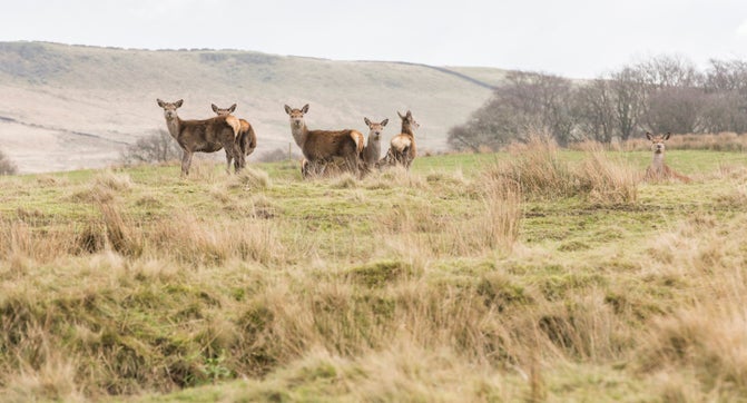 Deer on the moorland at Lyme Park, Cheshire