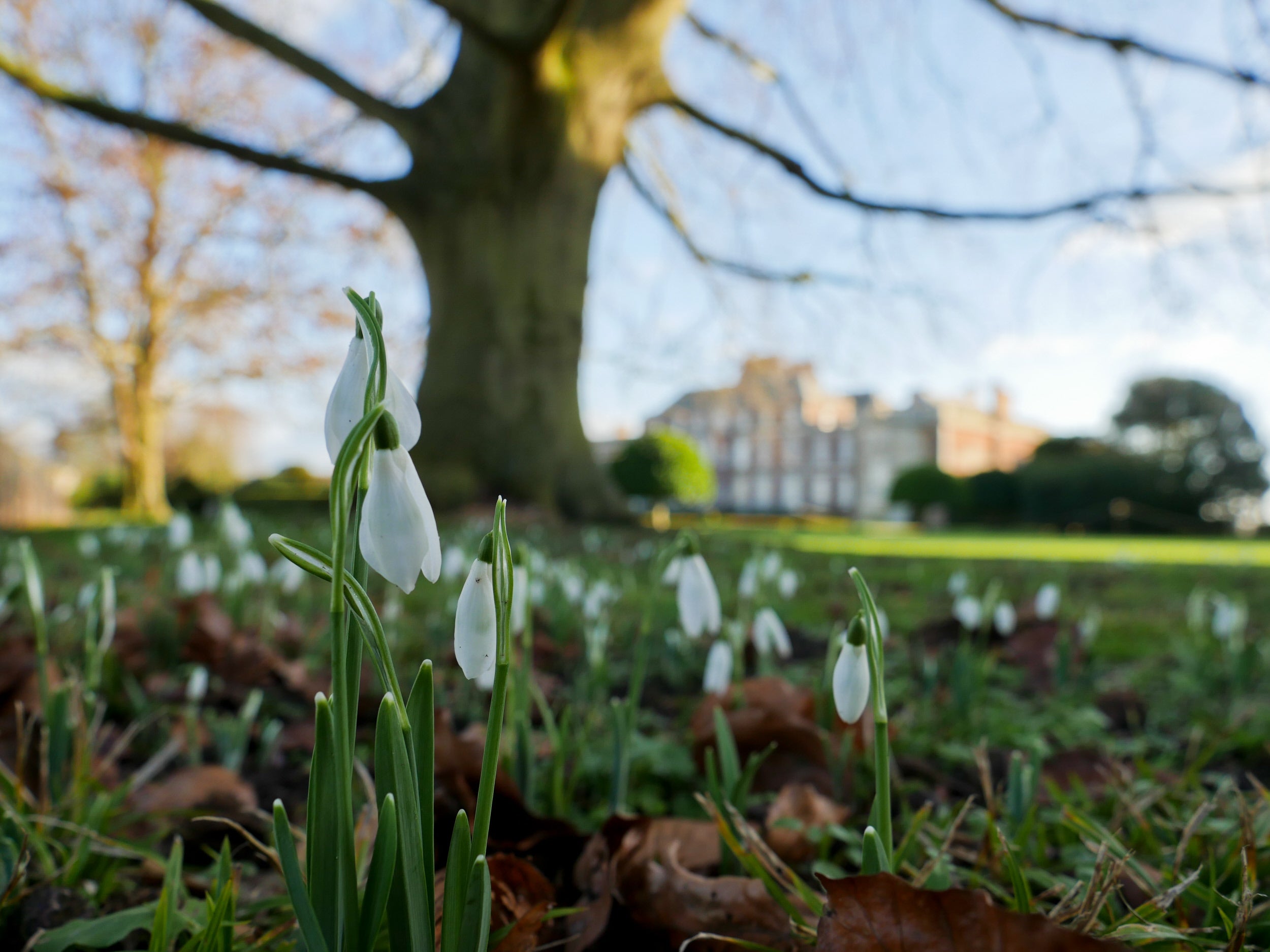 White, bell shaped snowdrops are to peeking out of the ground in Lyme, Cheshire