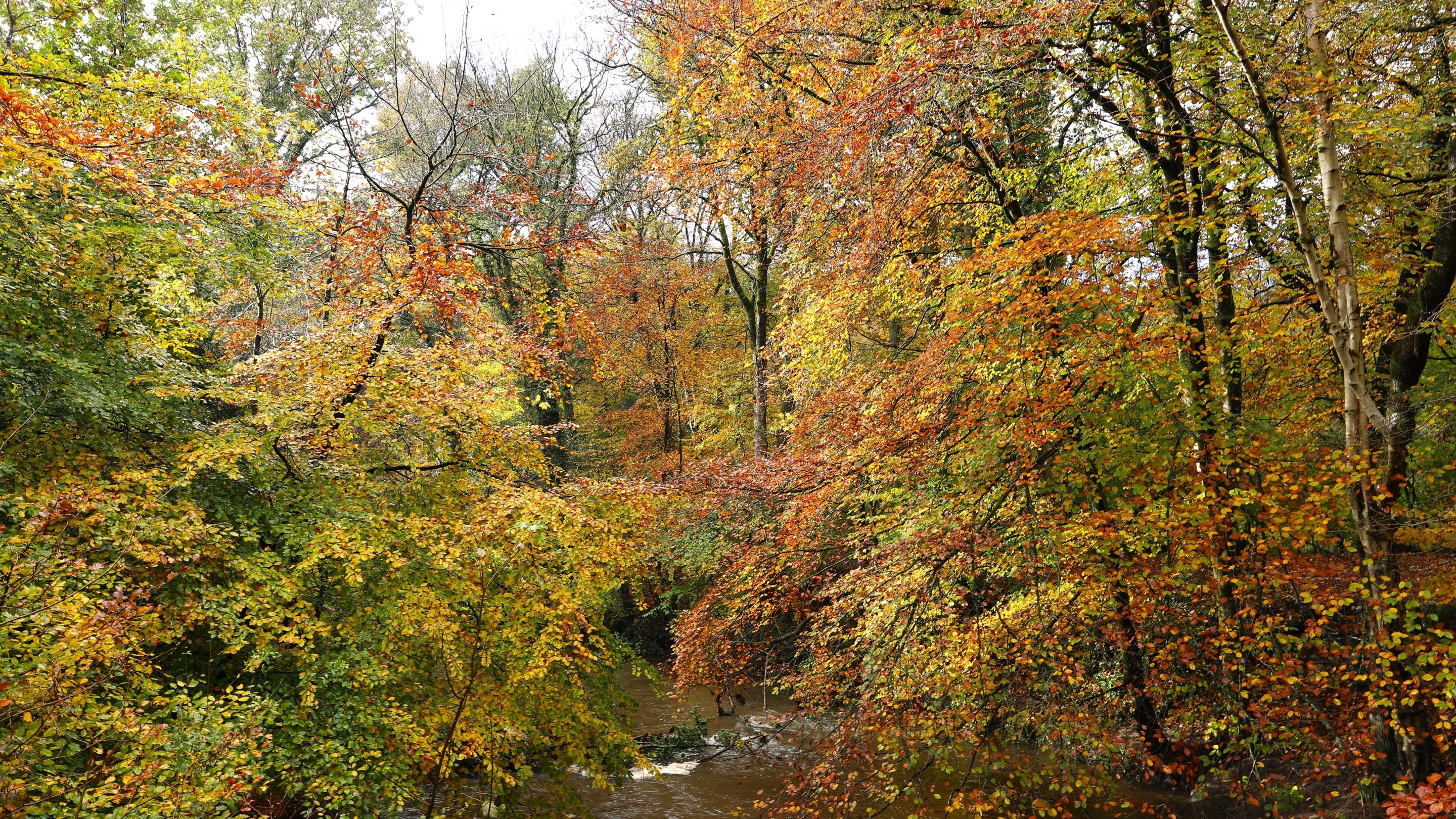 Trees in autumn leaf