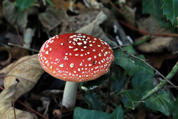 Fly agaric fungi with a bright red cap, white spots and white gills
