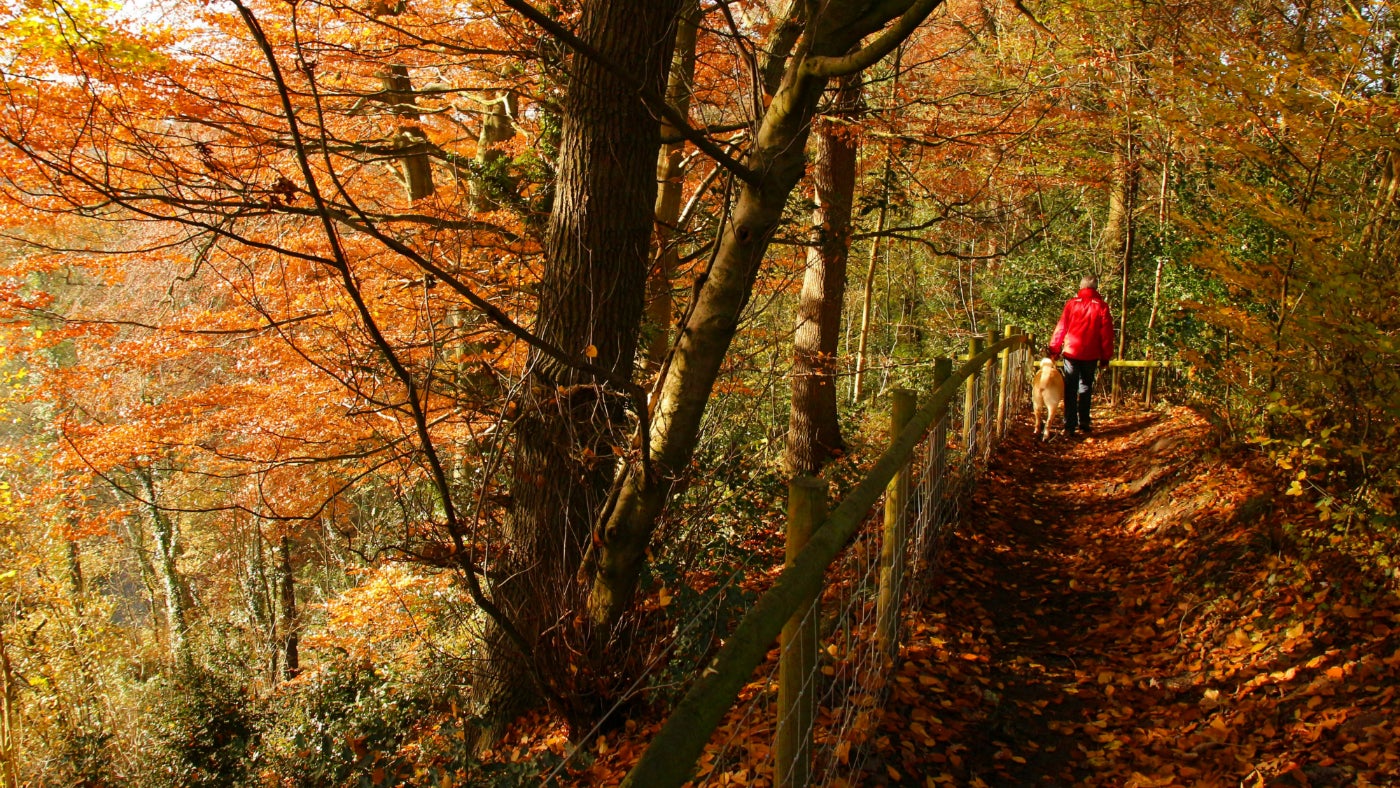A dog and its owner walking along a fence path in autumn in the Northern Woods at Quarry Bank, Cheshire, with golden leaves on the trees and underfoot