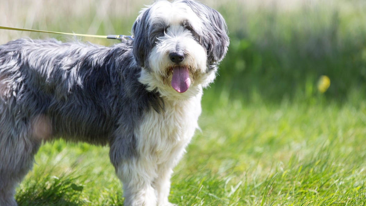 Dog walking at Hill Top Lake District National Trust