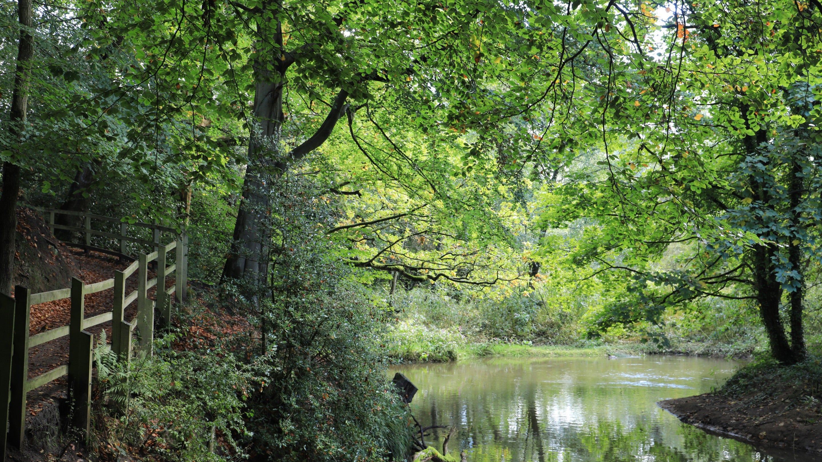 View of the River Bollin surrounded by trees in the southern woods at Quarry Bank