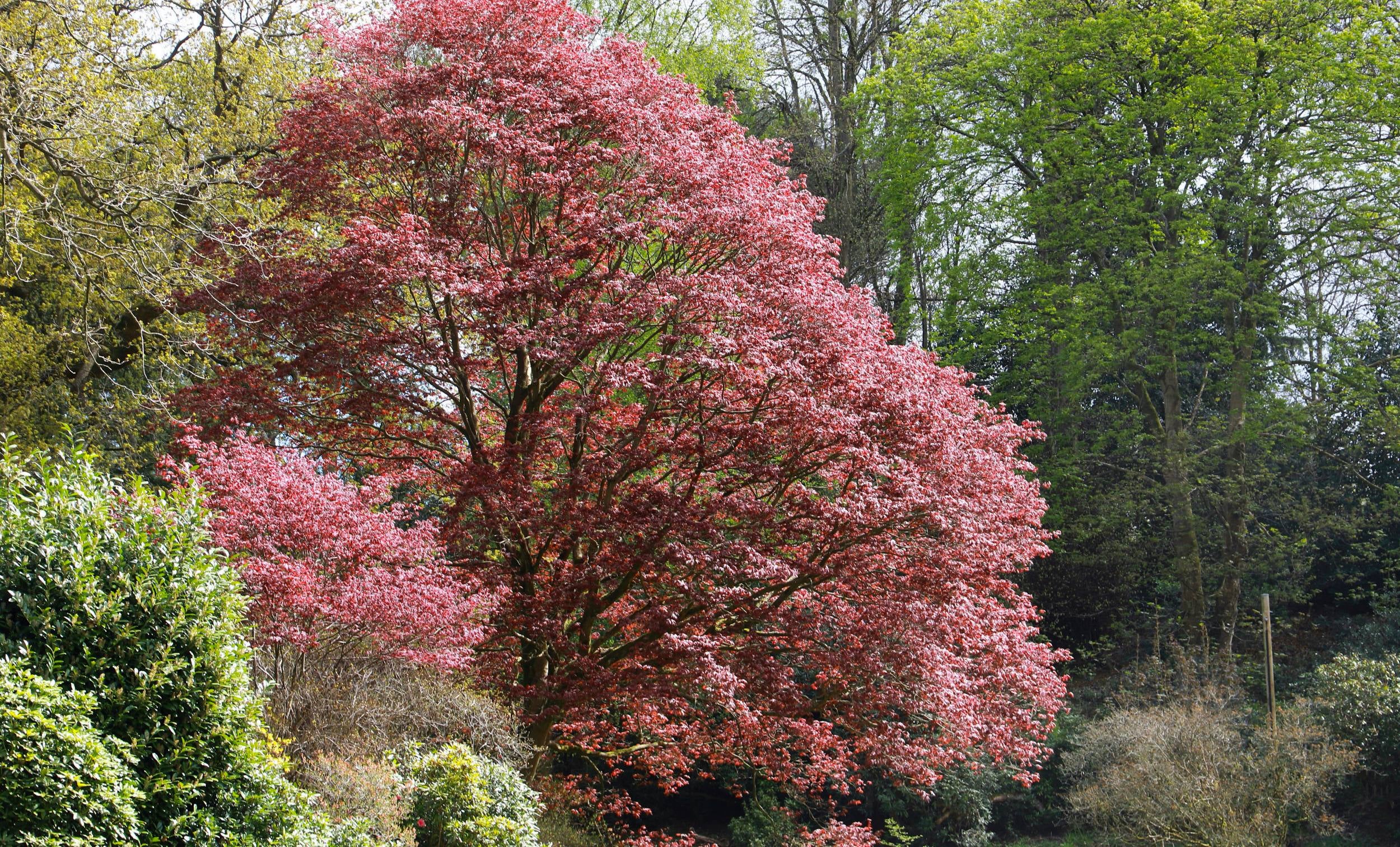 Pink rhododendron bushes flowering at Quarry Bank