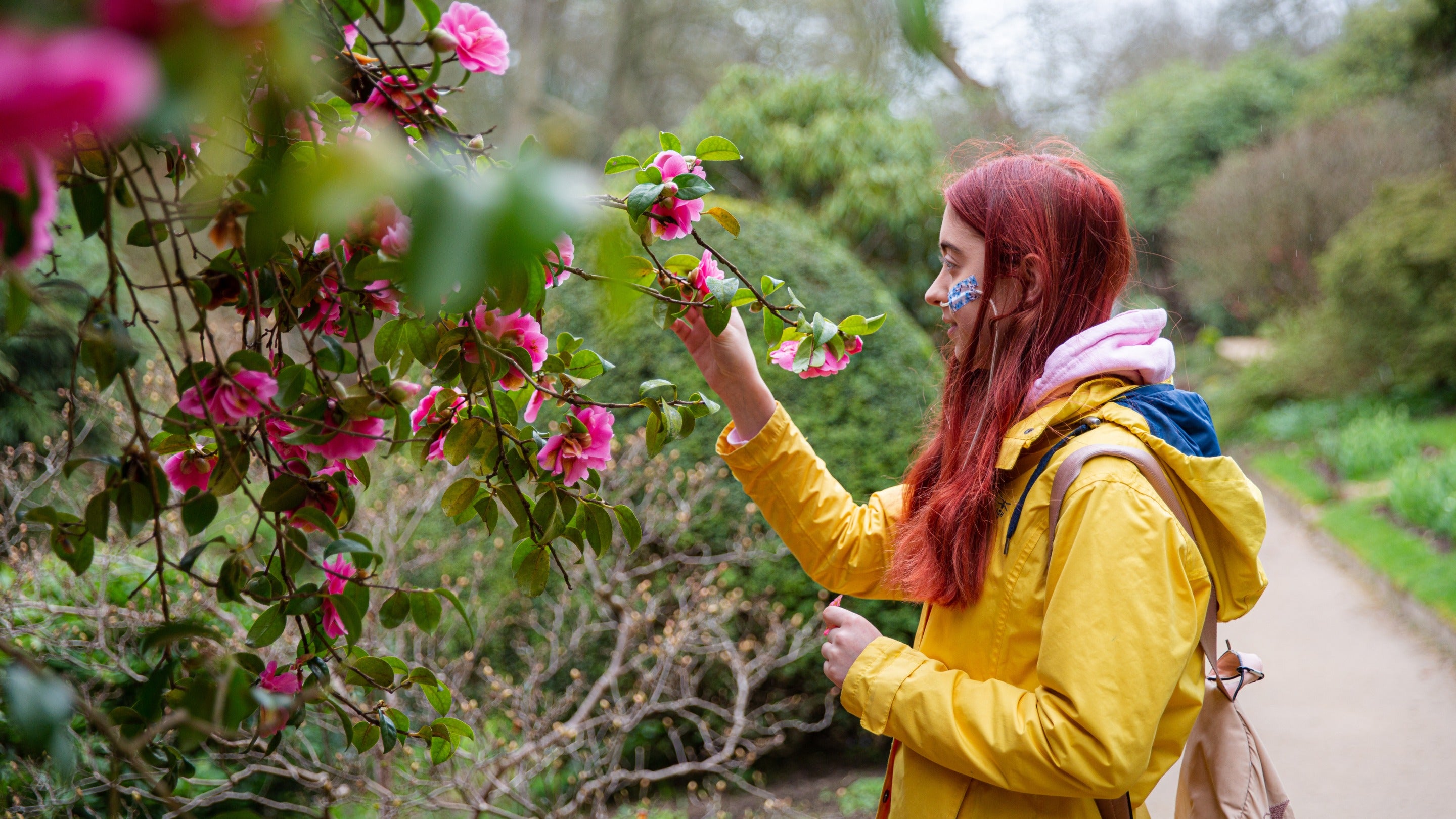 A visitor admiring a pink Camellia in flower at Quarry Bank, Cheshire
