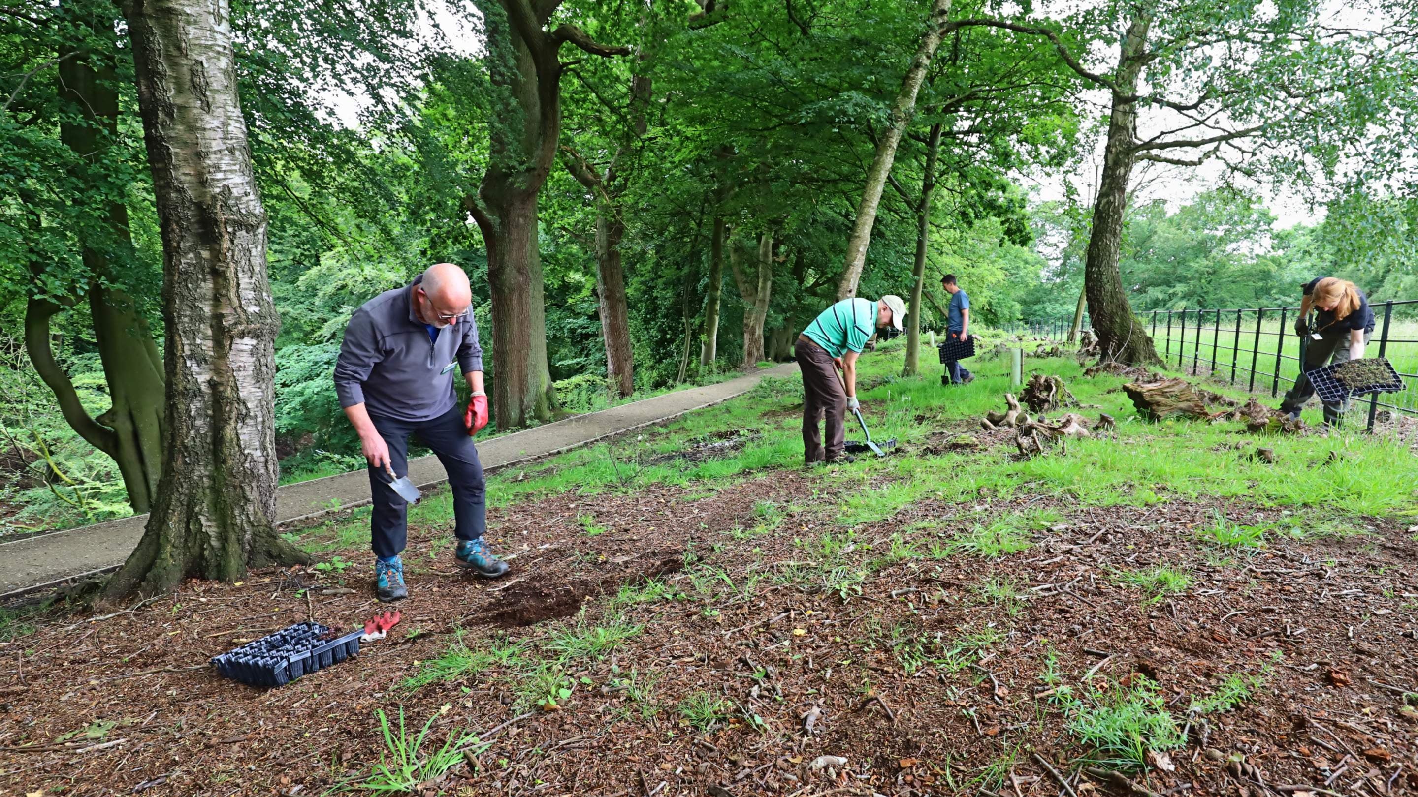 Four volunteers with shovels planting wild flowers in Chapel Woods at Quarry Bank Mill, Cheshire