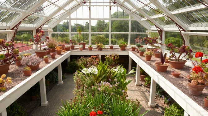 View inside the small glasshouse at Quarry Bank