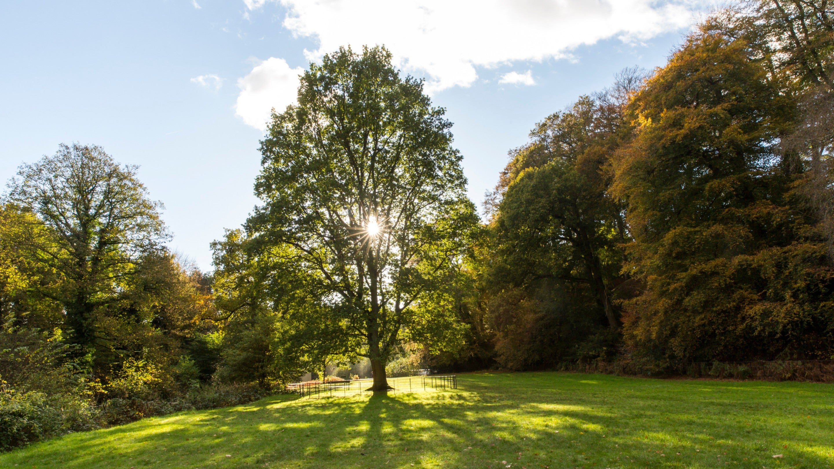 A view of the garden at Quarry Bank Mill with autumnal trees set against a sunny backdrop, the sun shining through the branches of a central tree.