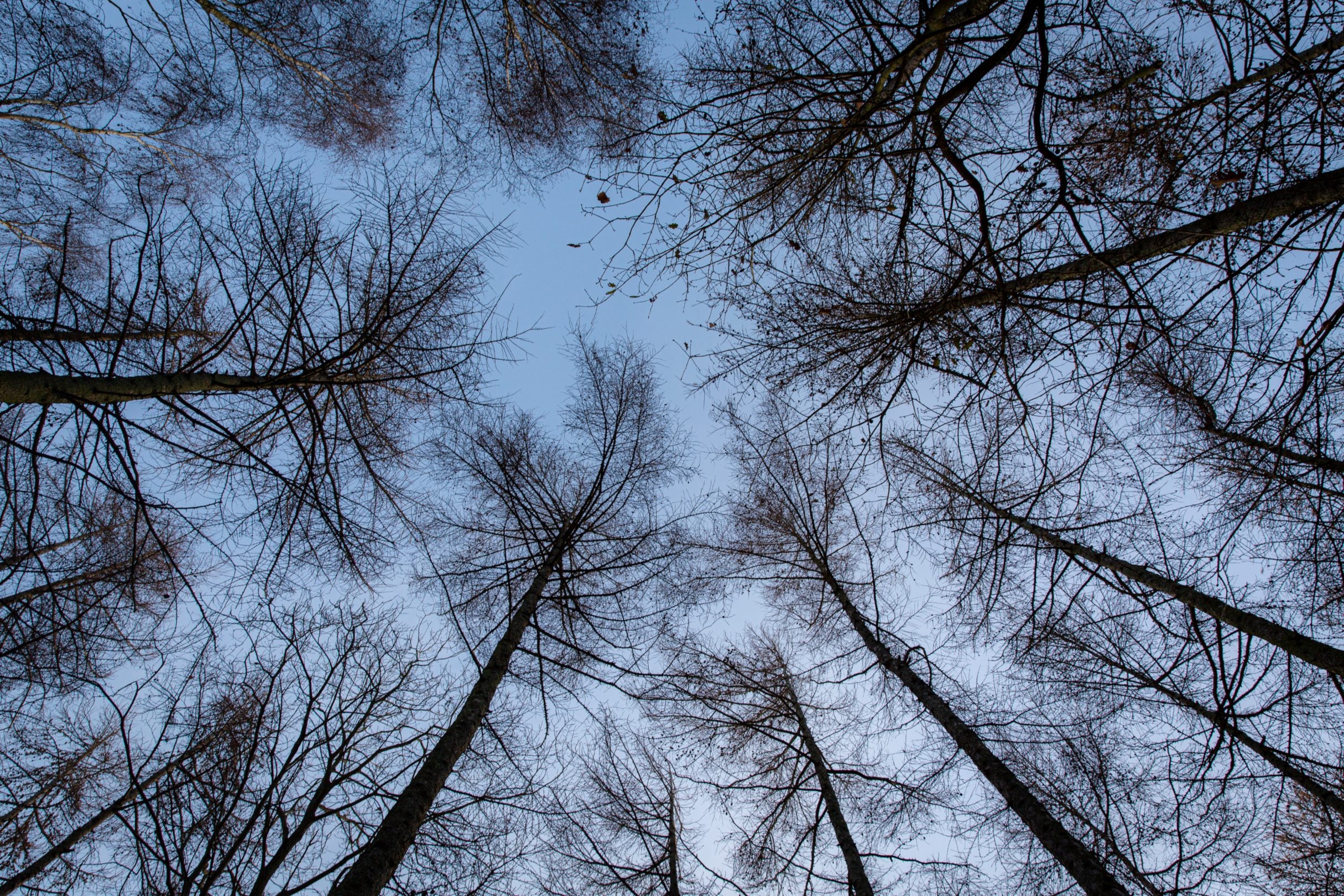 Looking up at tree canopies in the woodland