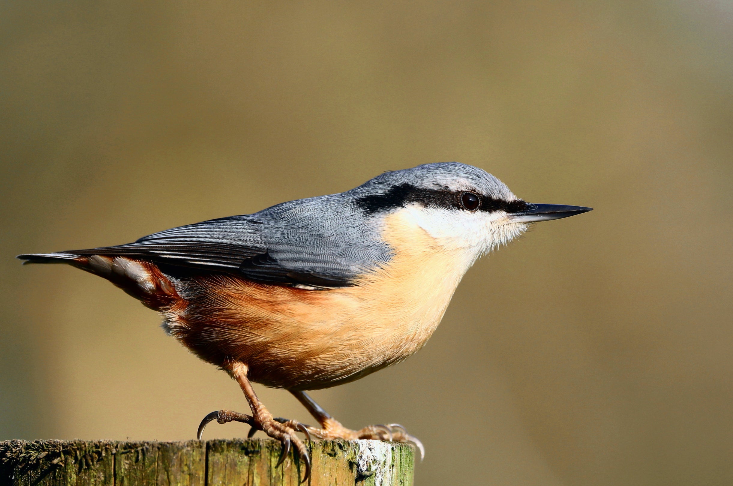 Nuthatch in Southern Woods at Quarry Bank Mill, Cheshire