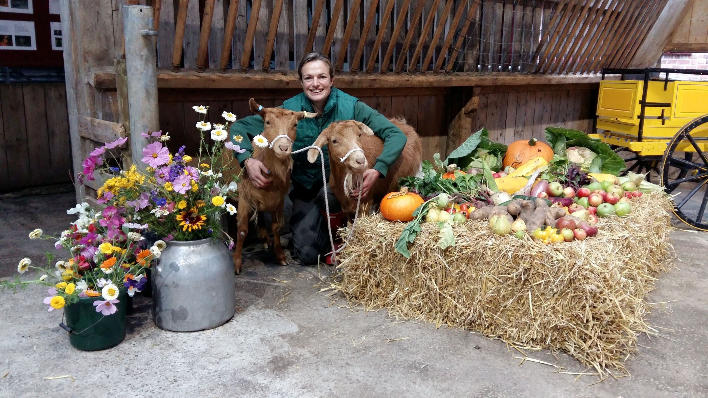 Farm assistant at the Farm, Tatton Park, Cheshire